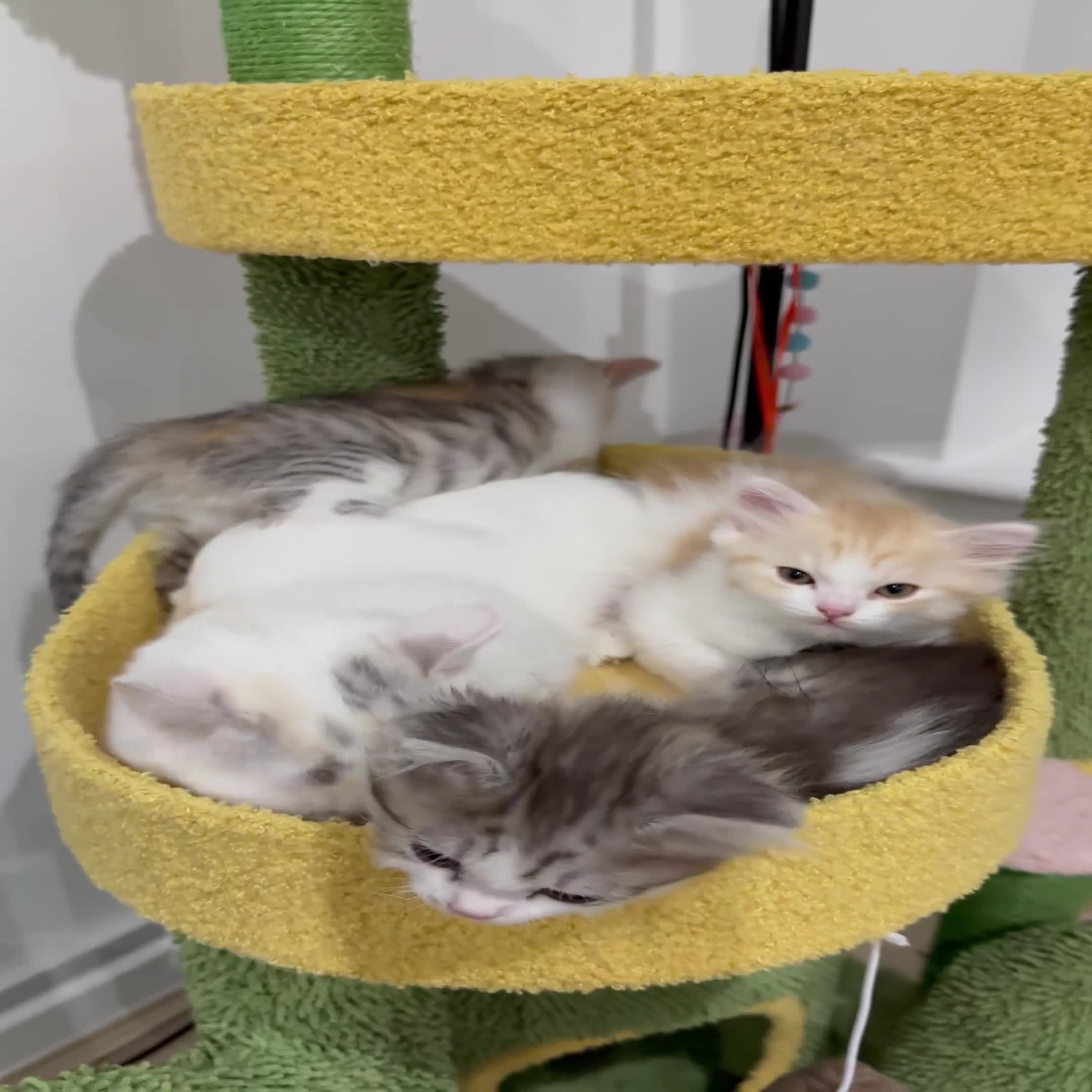 Munchkin cats for sale: ⭐️⭐️-3x TICA Munchkins - Super Short Legs-⭐️⭐️  - Video 2