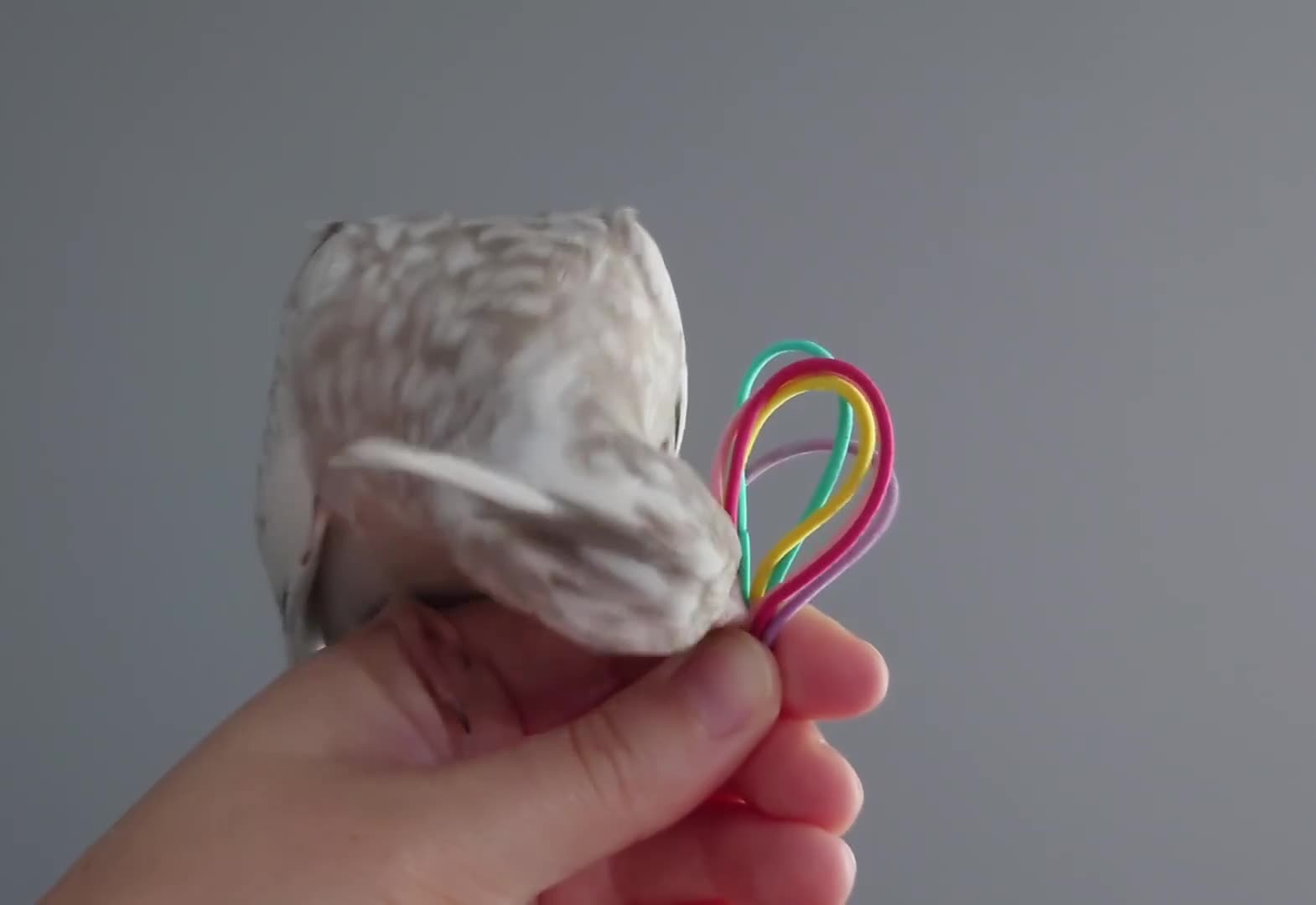 Cockatiels birds for sale: Hand reared silly tame DNA sexed baby cockatiels  - Video 2