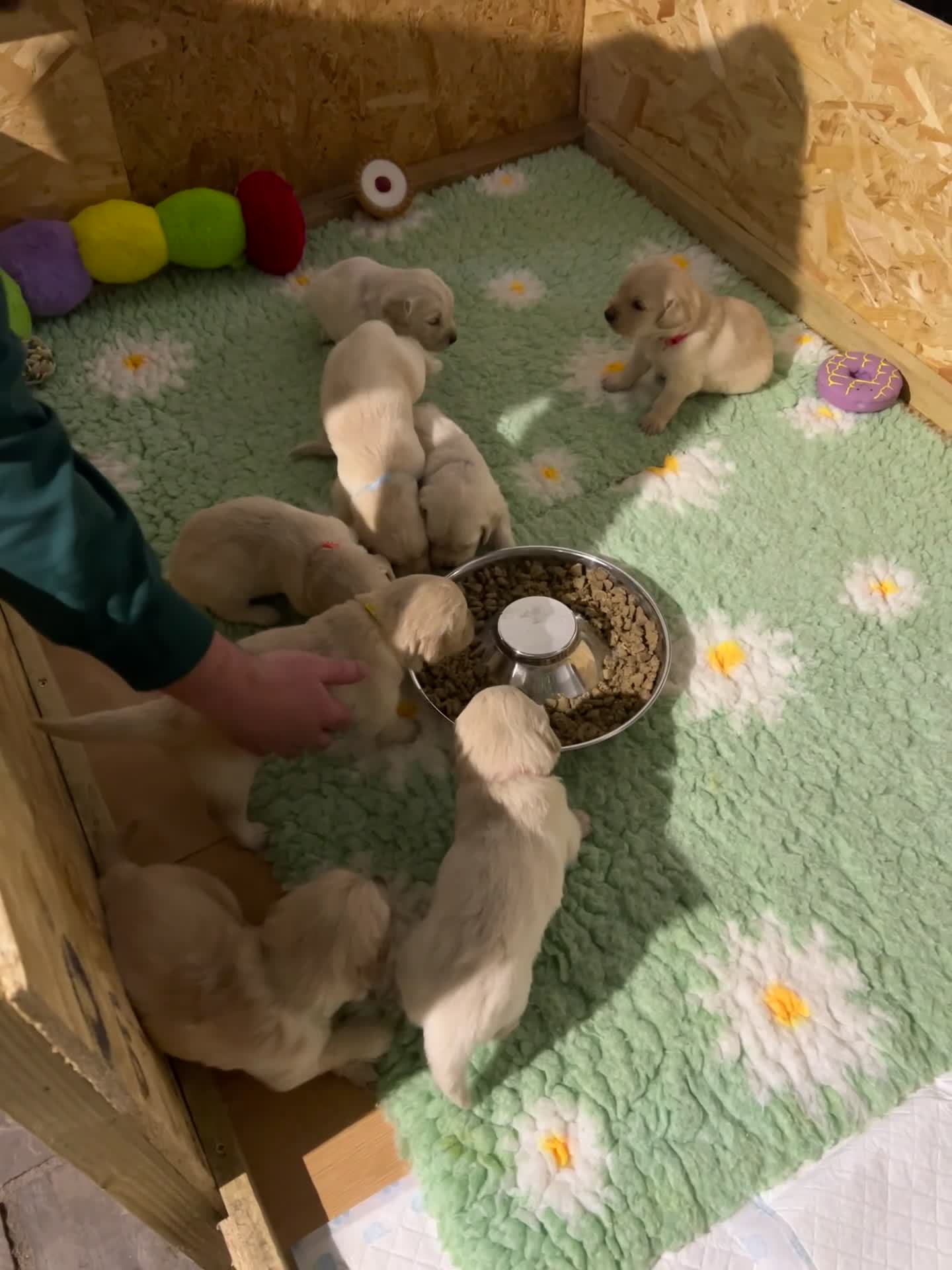 Golden Retriever dogs for sale:  Golden Retriever Puppies – KC Registered - Video 1