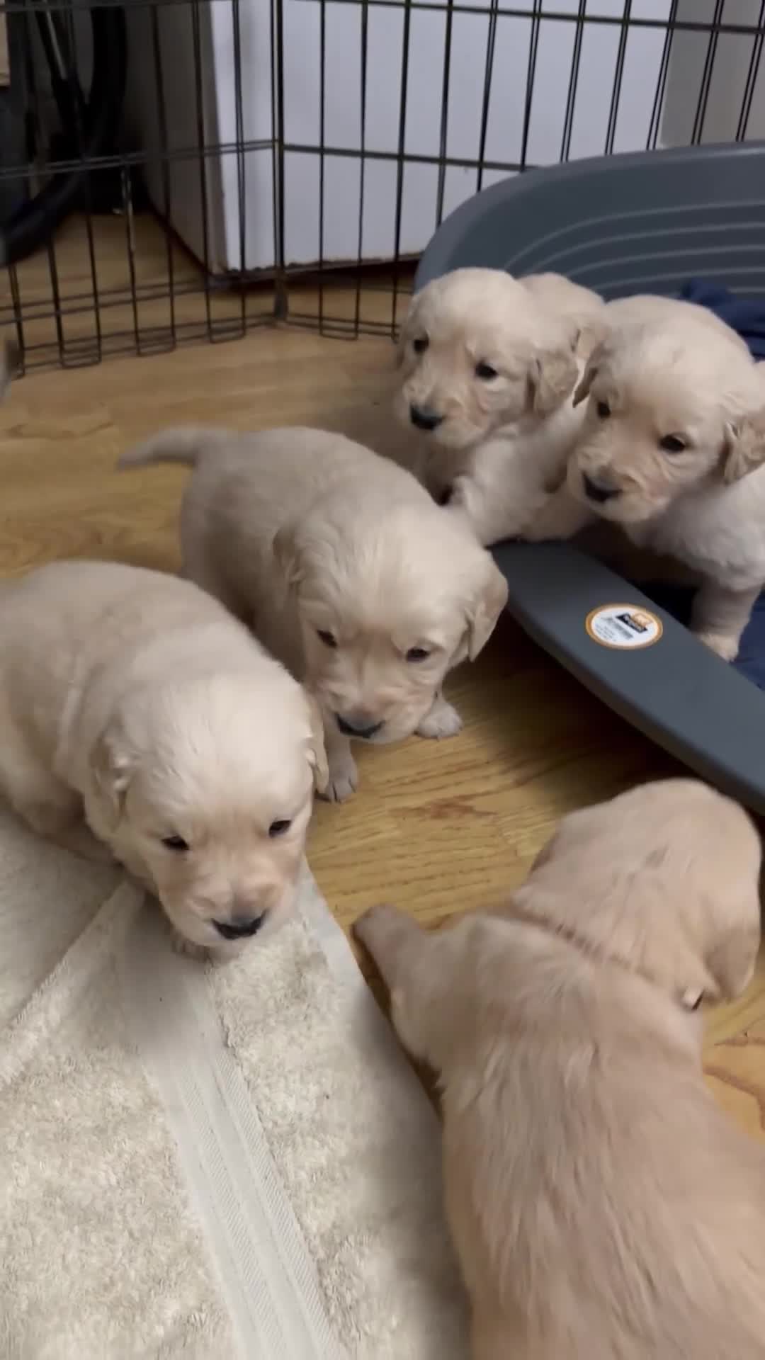 Golden Retriever dogs for sale: Golden retriever puppies for sale 🐶 - Video 2