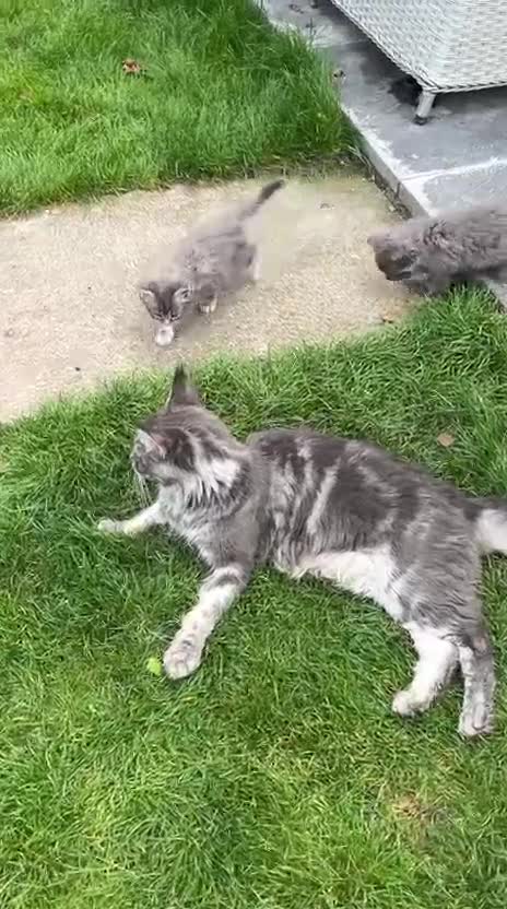 Maine Coon cats for sale: Maine Coon X  - Video 1
