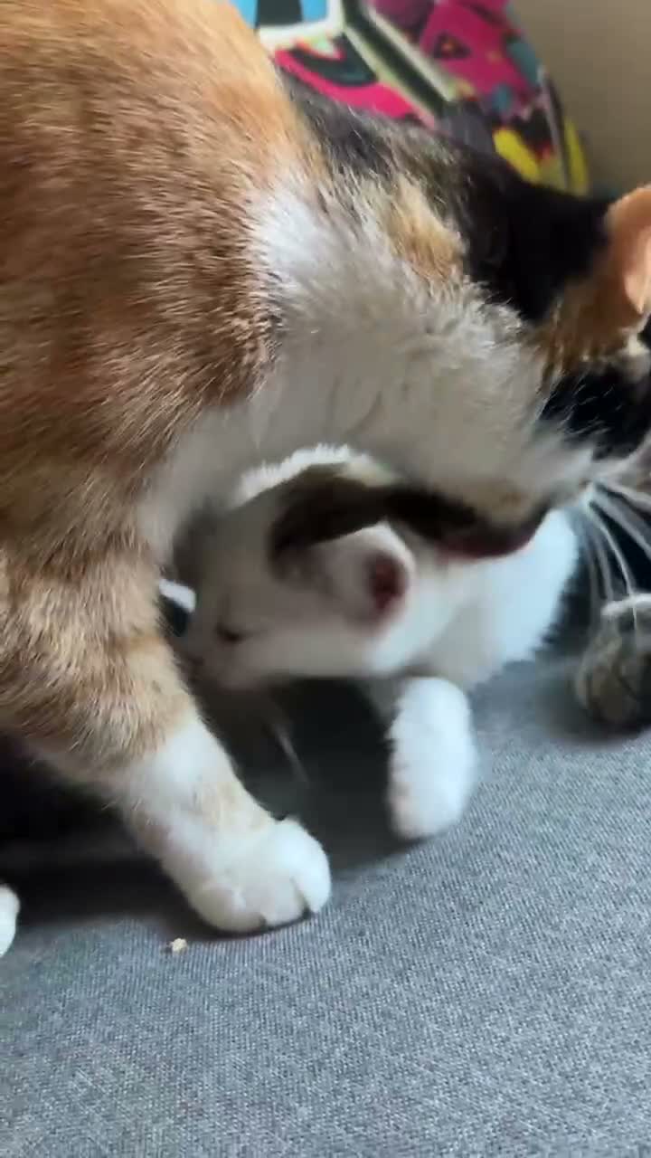 Mixed Breed cats for sale: Beautiful, Affectionate & Playful Girl 💕 - Video 1