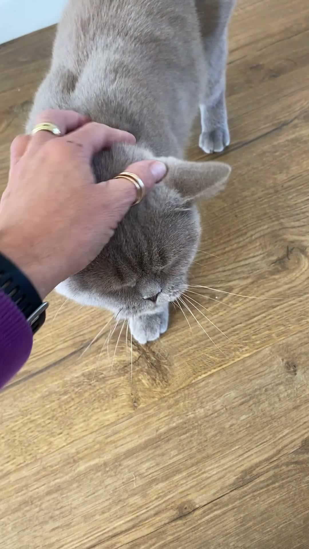 British Shorthair cats for sale: Neutered Female - pedigree lilac BSH  - Video 1