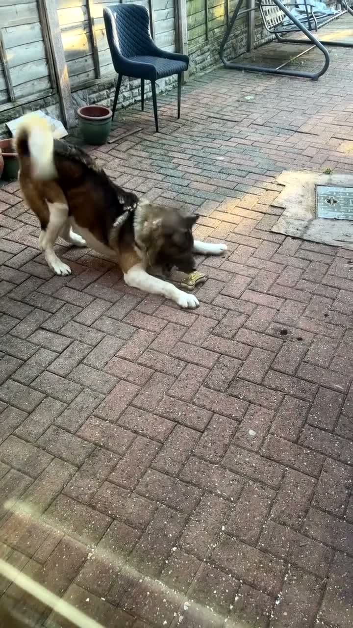 Akita dogs for sale: Free American Akita for Rehoming. - Video 1