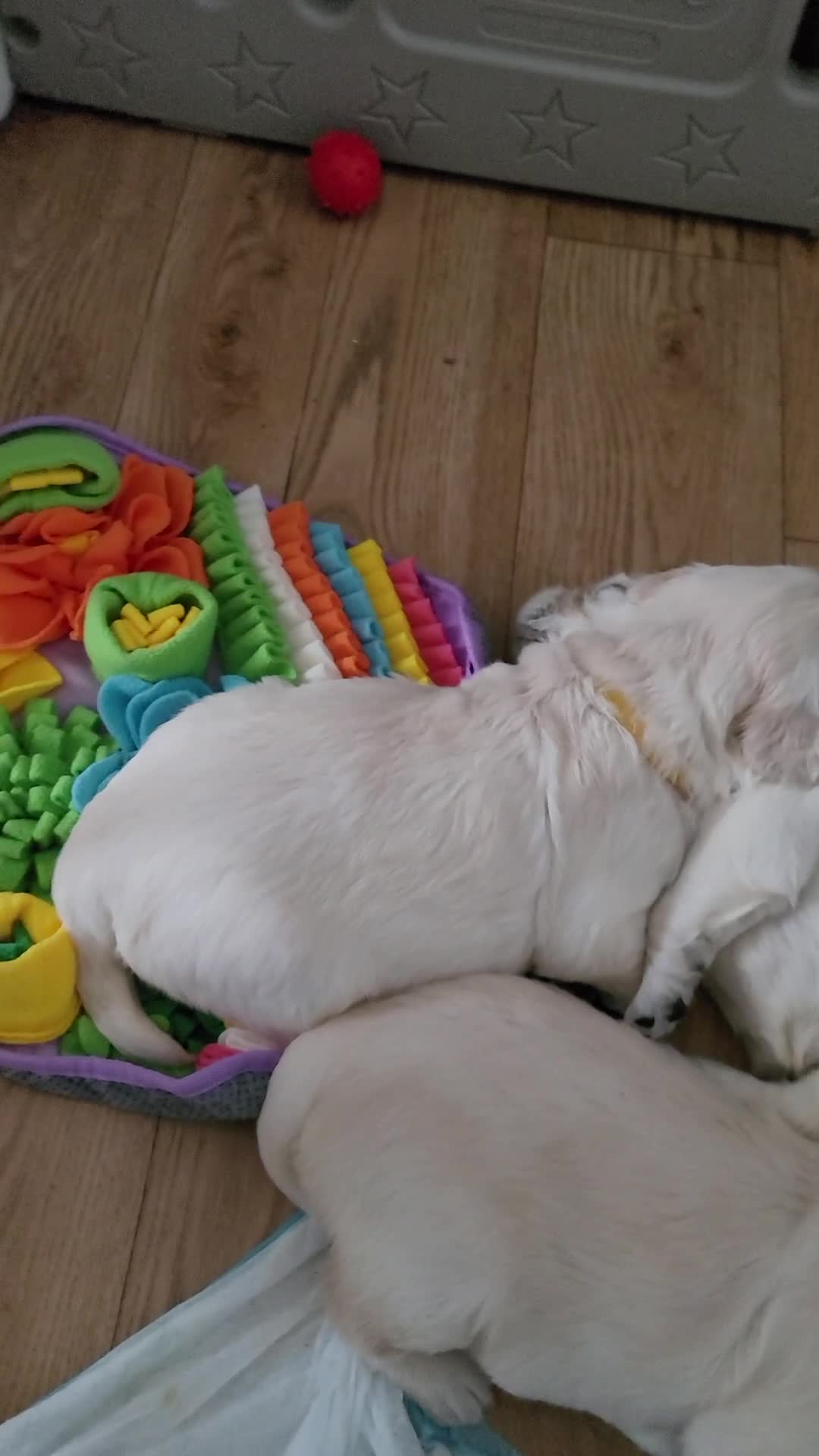 Golden Retriever dogs for sale:  Golden Retriever Puppies( only 2 girls available) - Video 2