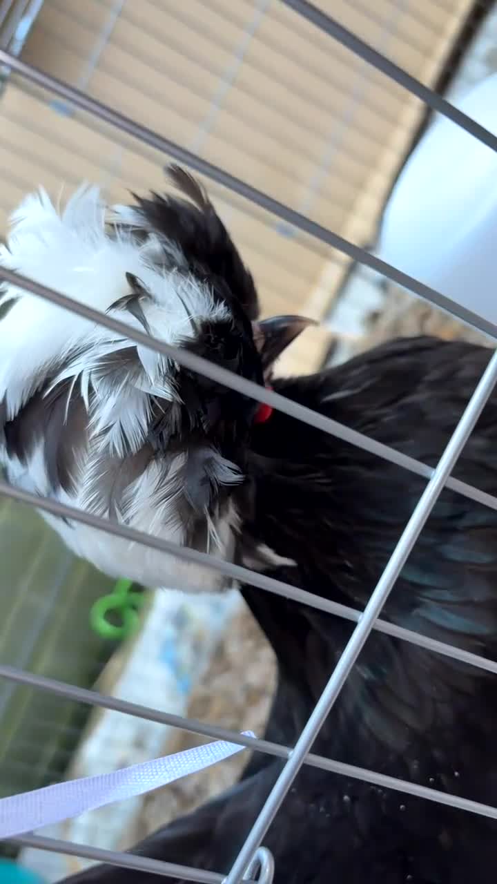 Mixed Breed poultry for sale: Bantam chickens trio for sale - Video 2