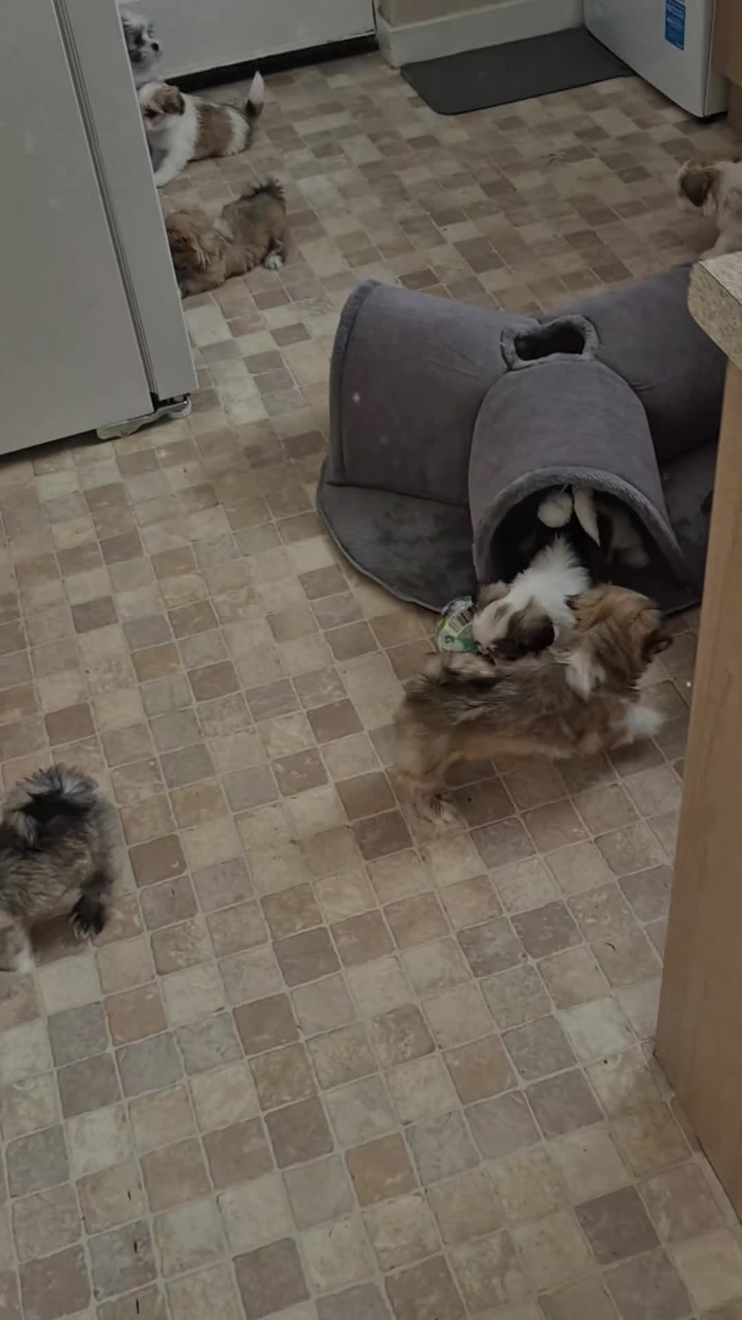Lhasa Apso dogs for sale: KC registered Lhasa Apso Puppies 3 available  - Video 1