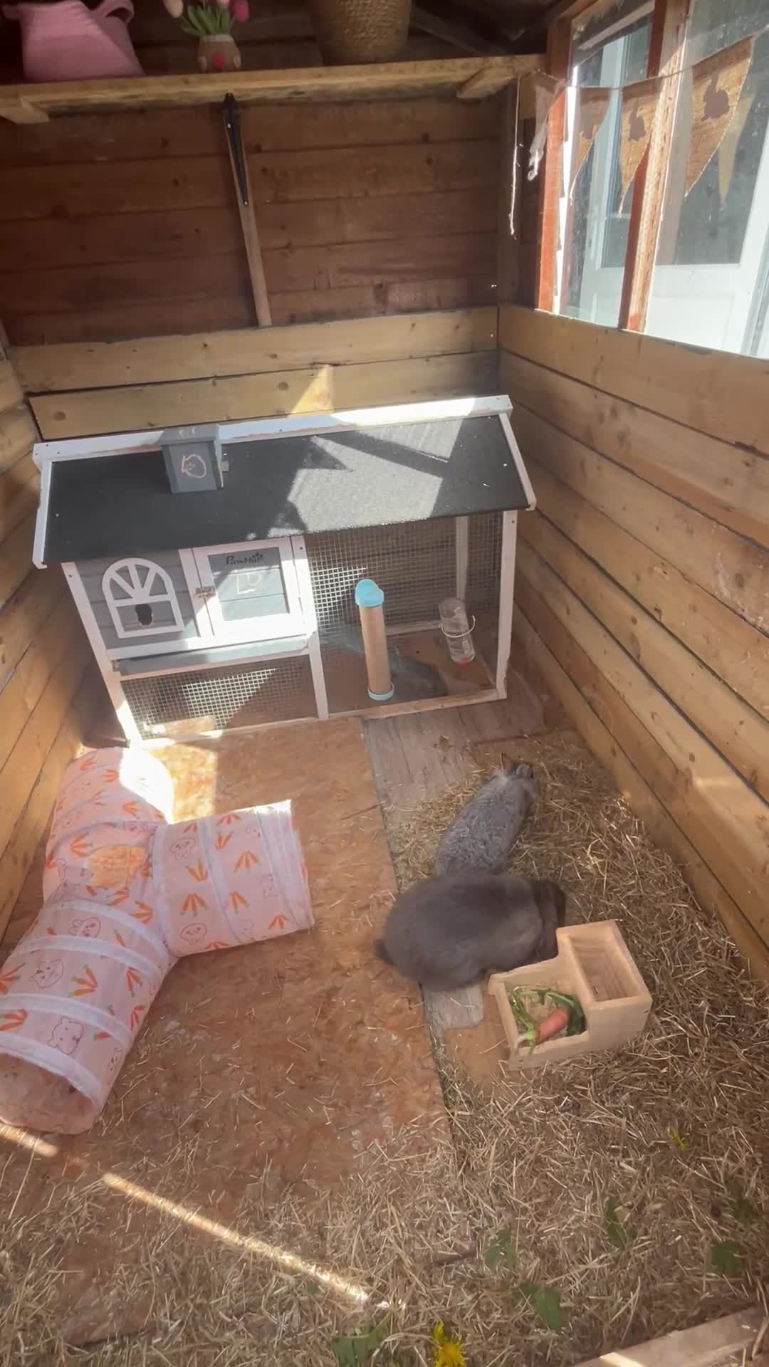 English Lop rabbits for sale: Two beautiful rabbits looking for a new home  in Tamworth - Video 2