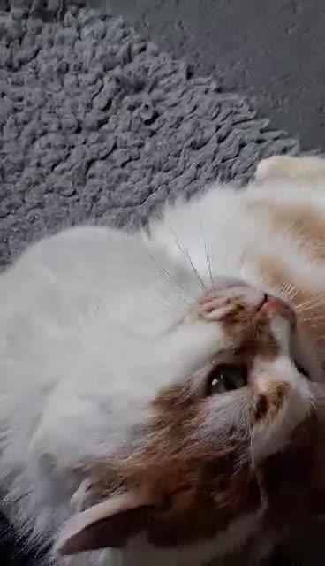 Mixed Breed cats for adoption: Charlie for adoption in Doncaster - Video 1