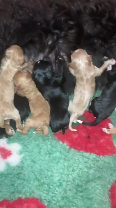 Australian Labradoodle dogs for sale: Beautiful Aussie Doodles - Video 1