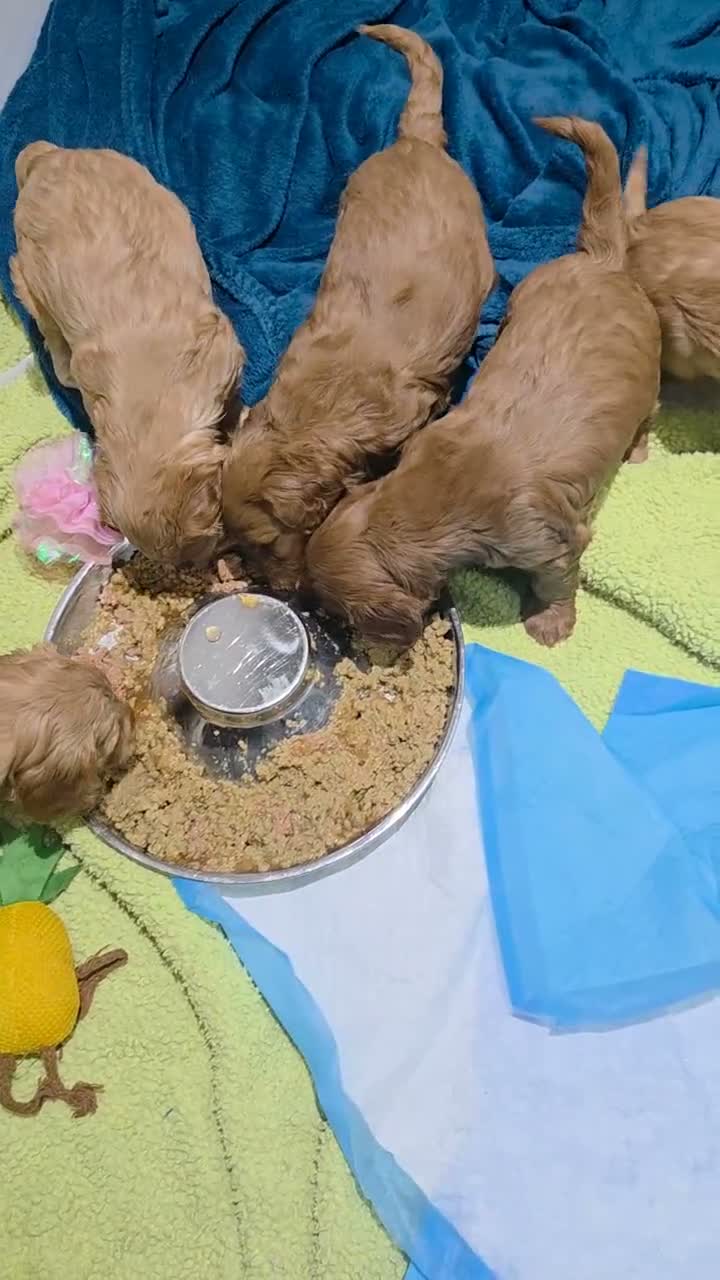 Cockapoo dogs for sale: Gorgeous, cockapoo puppies 5🌟 registered breeders - Video 1