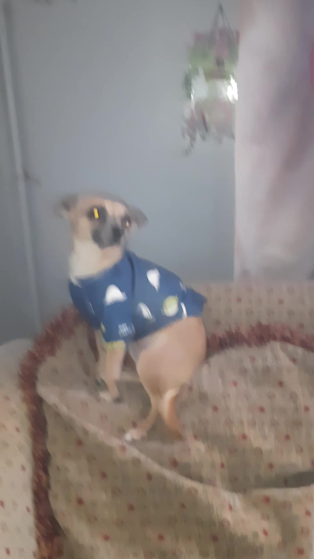 Chihuahua dogs for sale: barnsley  - Video 1