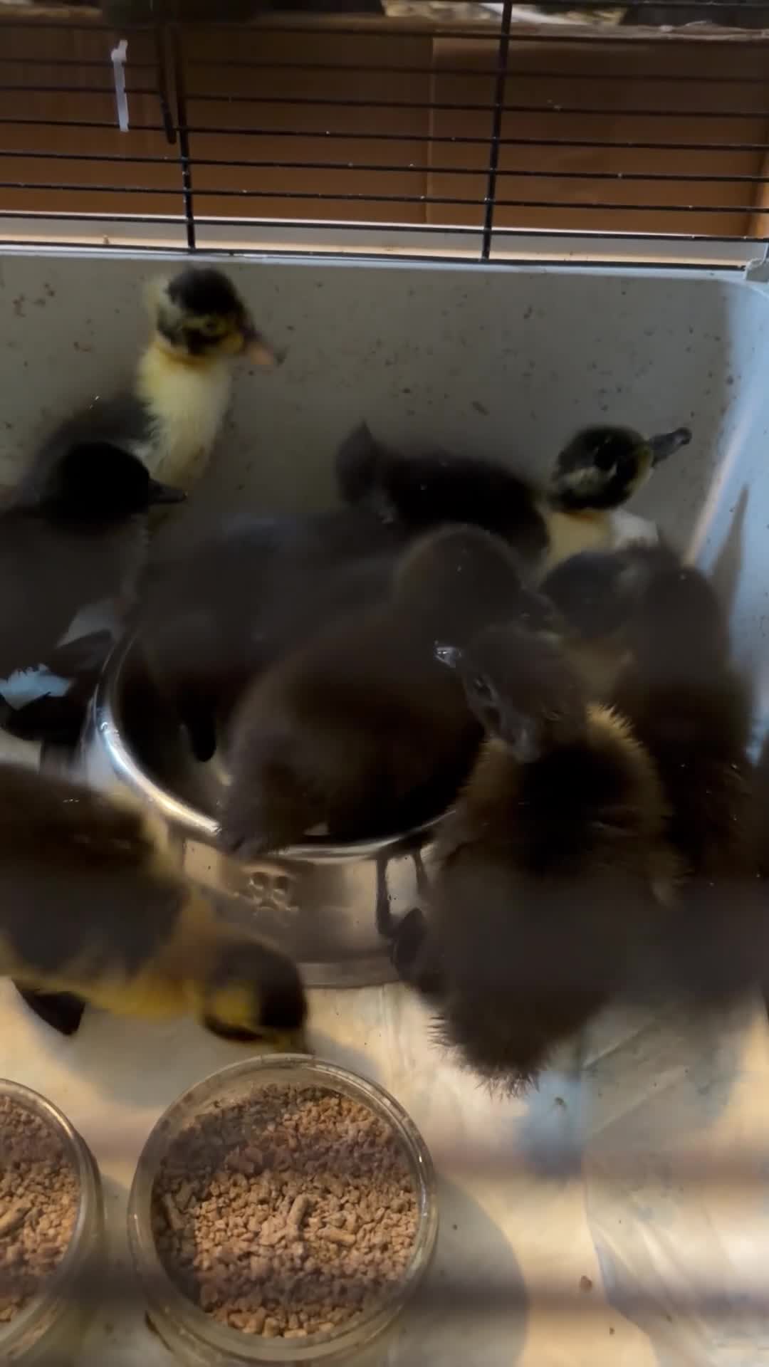 Ducks poultry for sale: CAYUGA DUCKINGS  - Video 2
