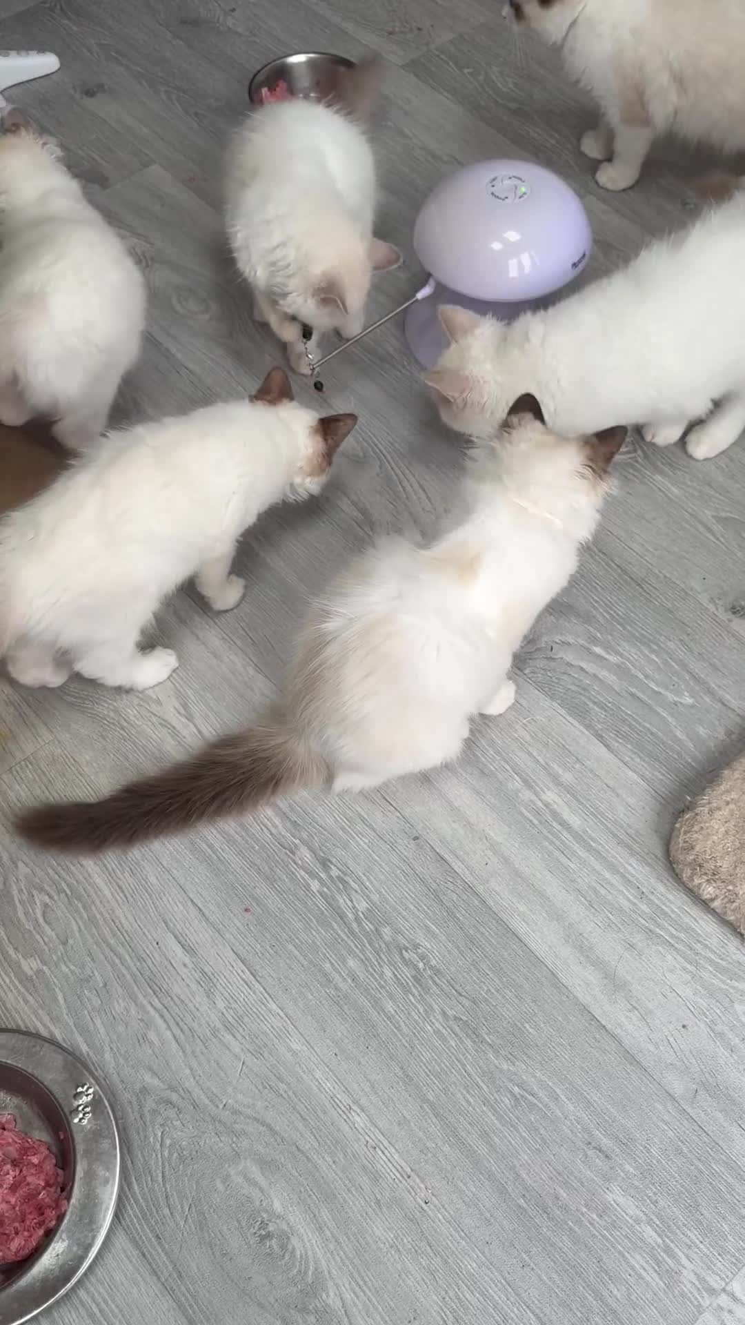 Ragdoll cats for sale: 💙🩷GCCF RAGDOLL KITTENS M&F 14WKS AWARD WINS 🥇 - Video 3