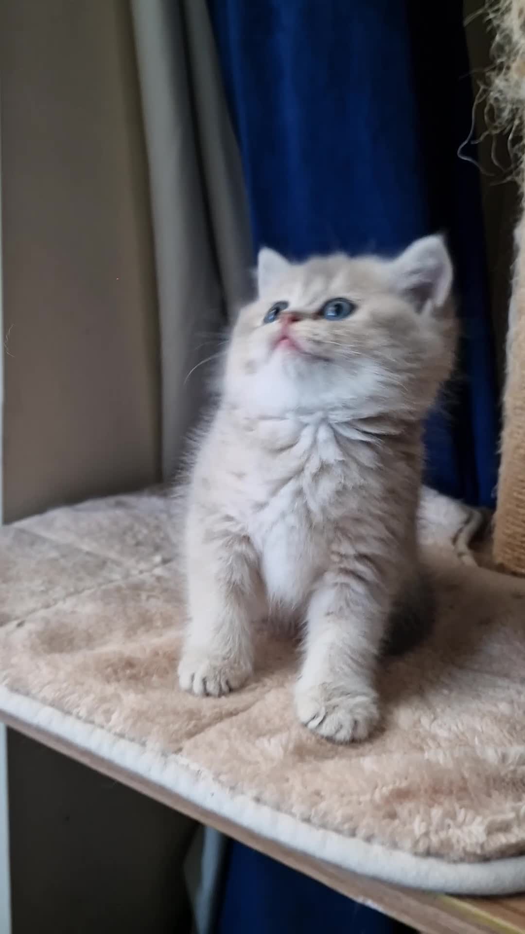British Shorthair cats for sale: 🌟 Stunning GCCF Registered Kittens🌟 - Video 1