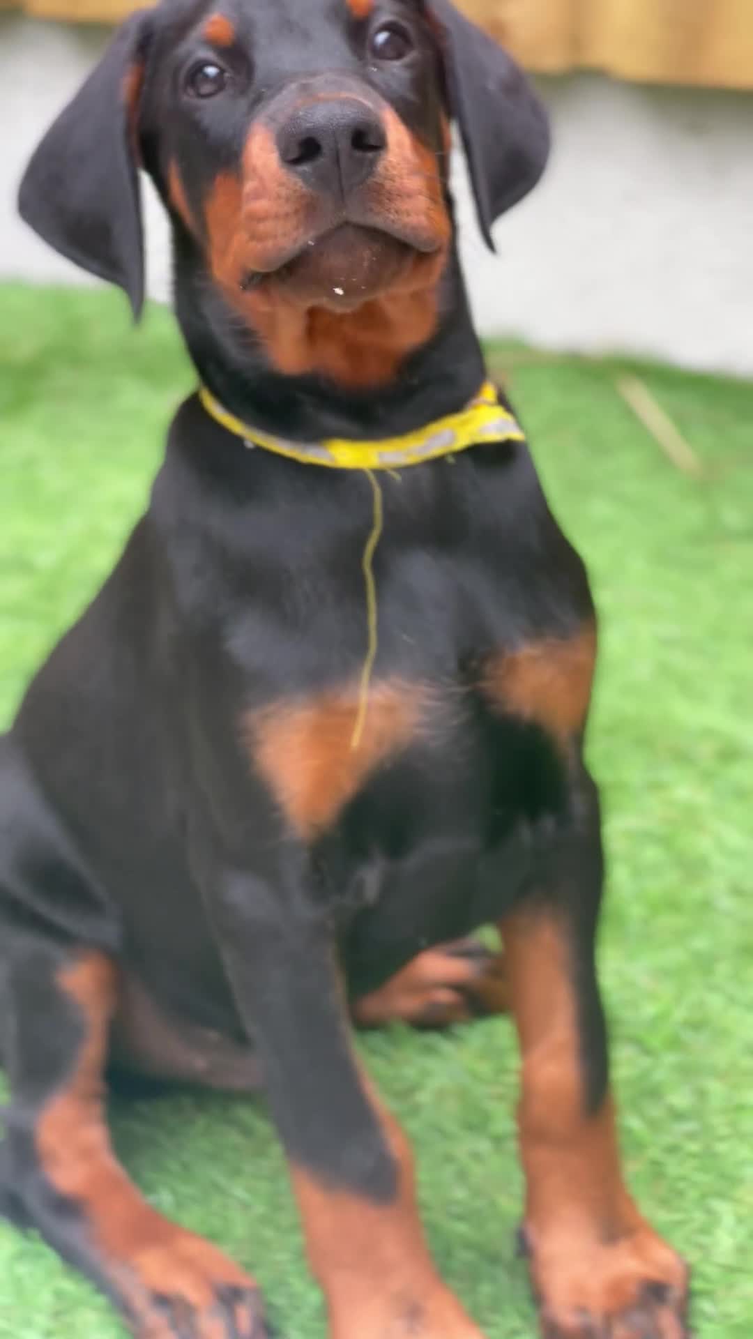 Dobermann dogs for sale: Exceptional Confident European Doberman puppies - Video 4