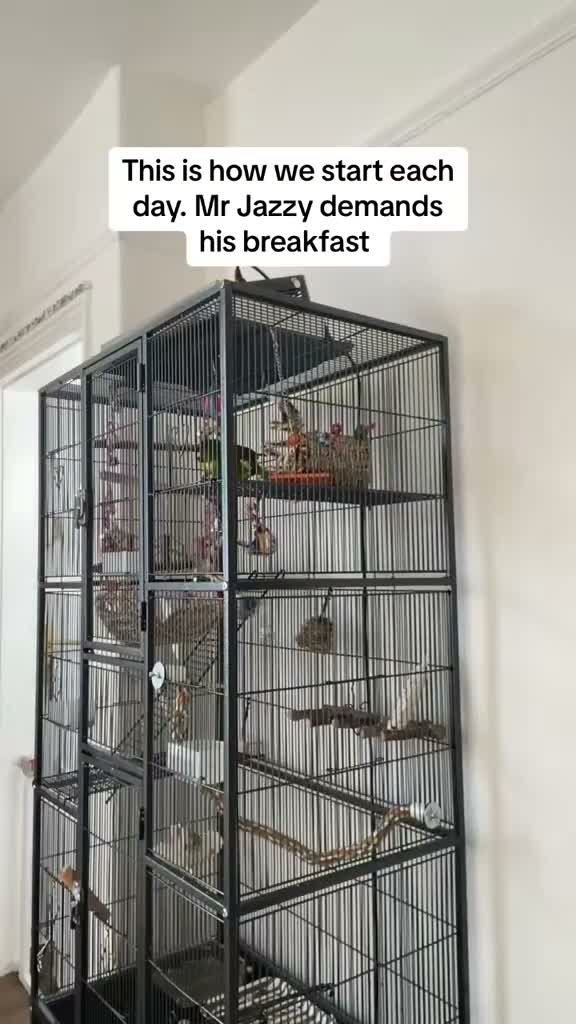 Parakeets birds for sale: Friendly Talking Kakiriki in Holywell - Video 1