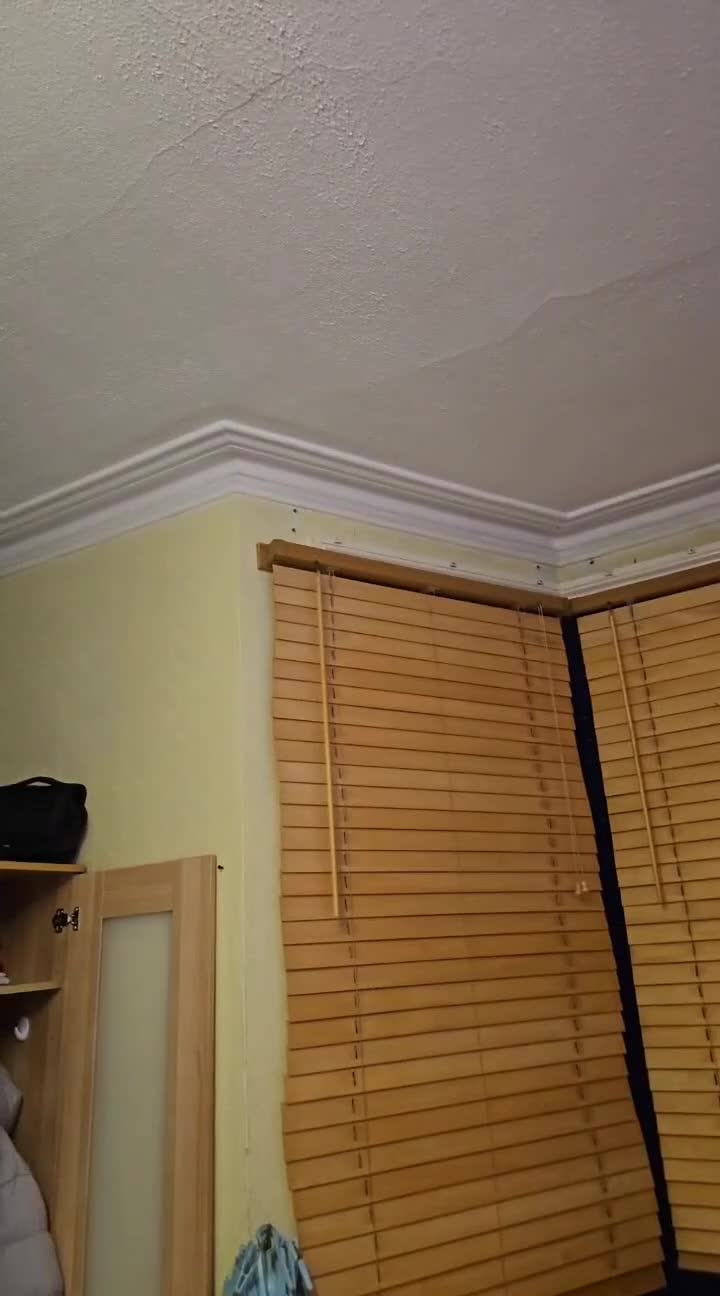 Parrots birds for sale: A pair of parrots: a male and a female. - Video 1