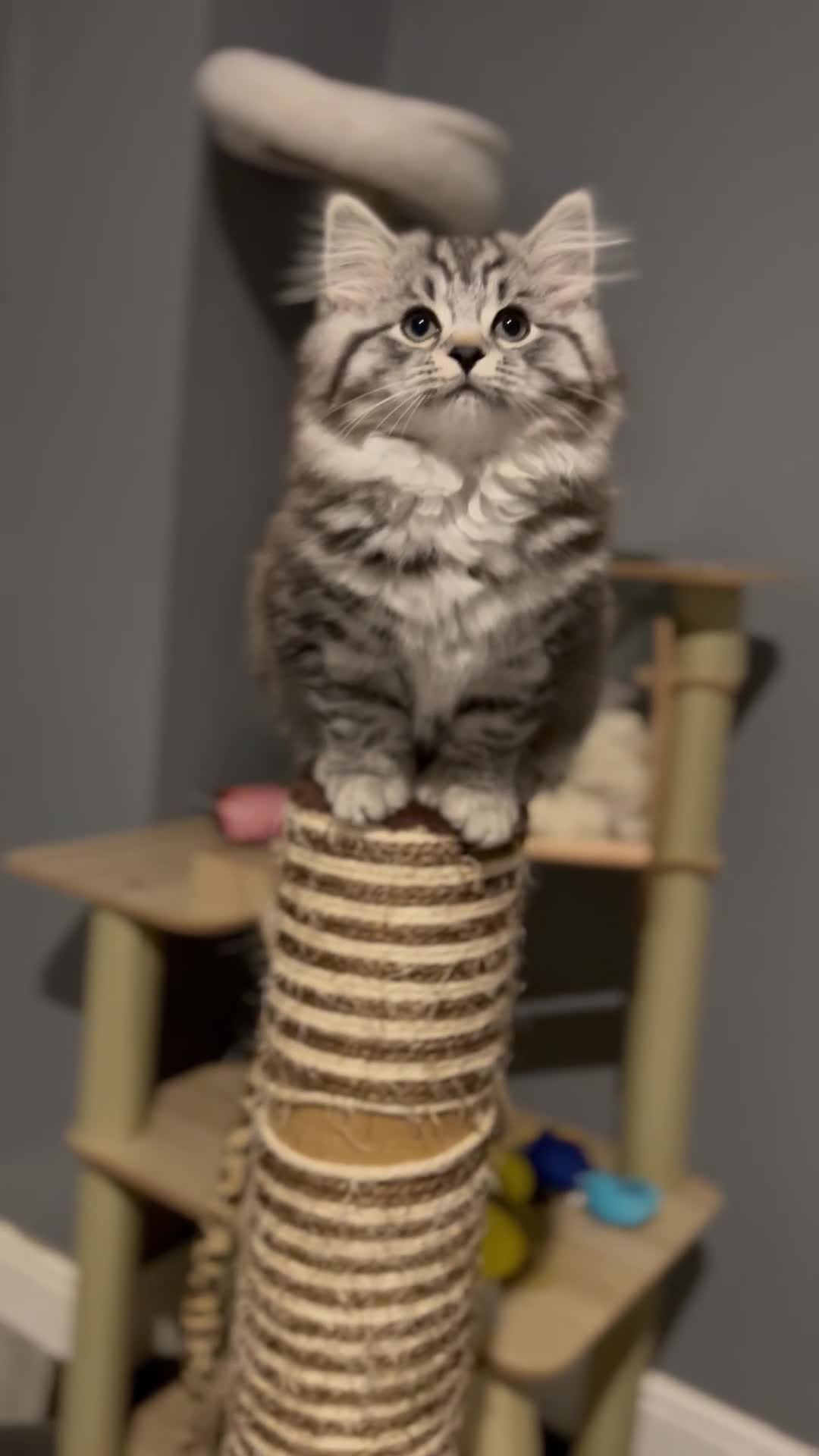 British Shorthair cats for sale: Kittens bsh blh - Video 1