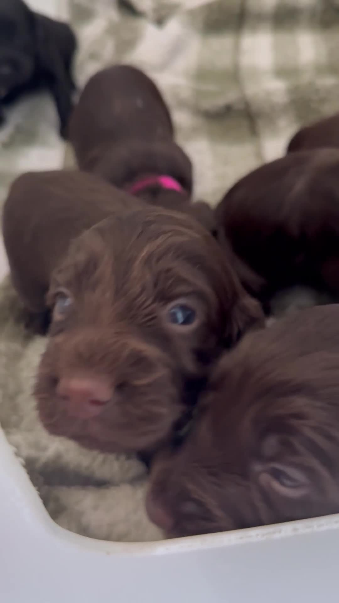 Cockapoo dogs for sale: F1B cockapoo puppies - Video 3