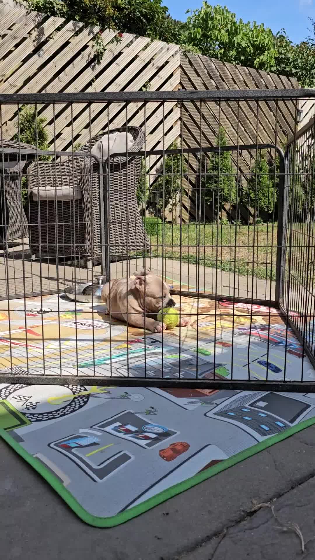 American Bully dogs for sale: 9 week old pocket bully pups, well known bloodline - Video 1