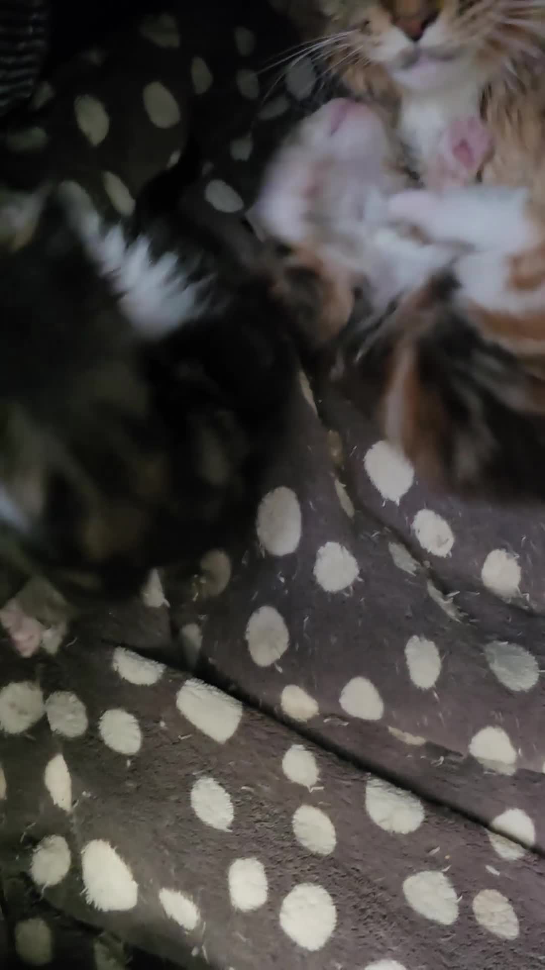 Maine Coon cats for sale: Beautiful Maine Coon Kittens  - Video 1