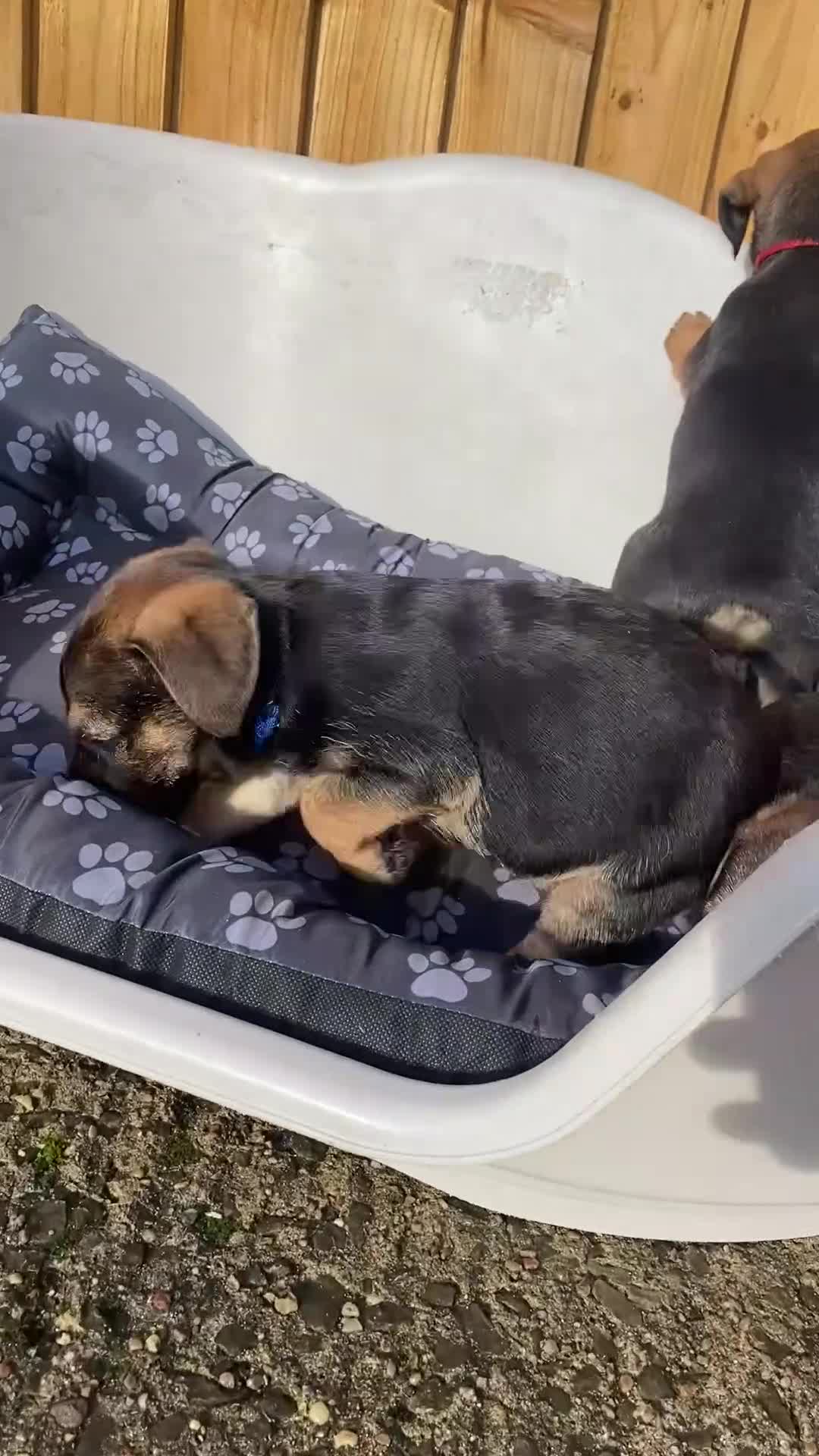 Border Terrier dogs for sale: ⭐️BORDER TERRIER PUPPIES  - Video 1