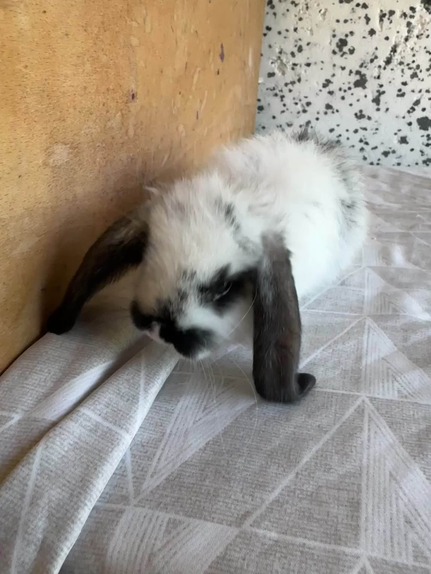 French Lop rabbits for sale: French lop babies  - Video 1