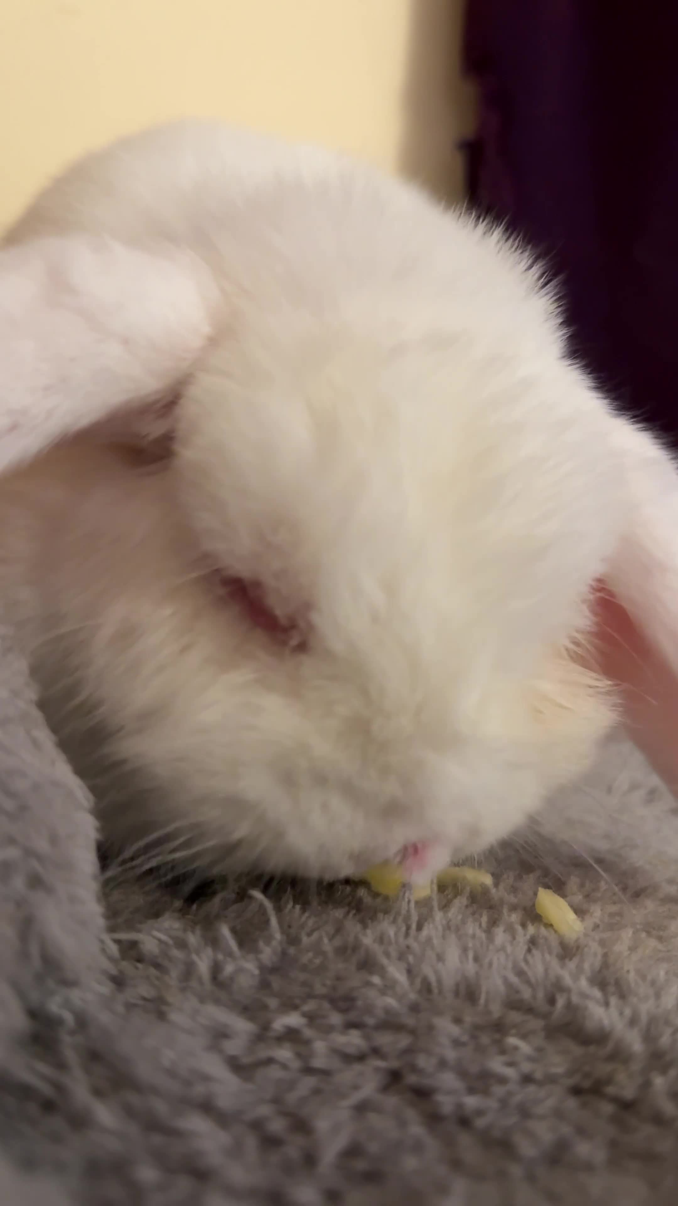 Mini Lop rabbits for sale: Cute, friendly white female mini lop bunny  - Video 2