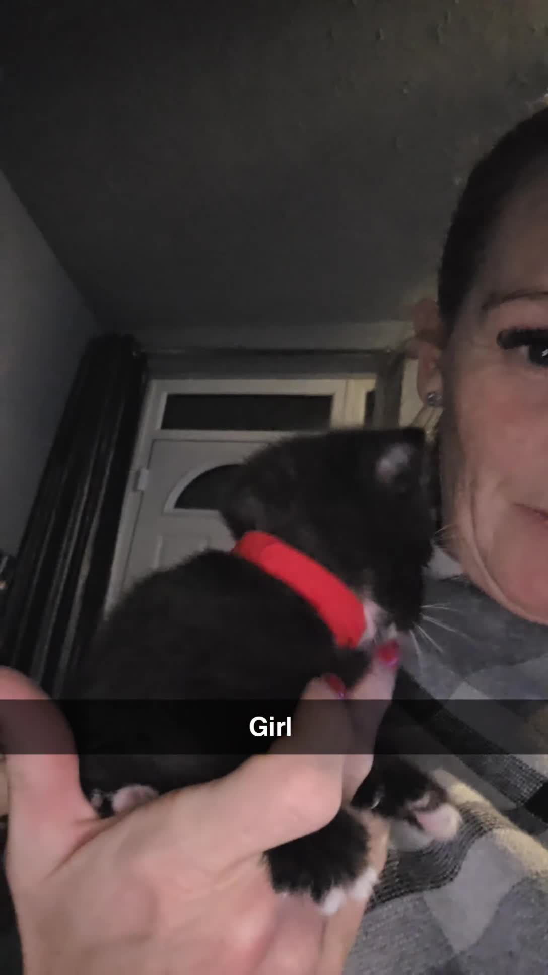 Mixed Breed cats for sale: 4 Adorable kittens ready 14th December - Video 3