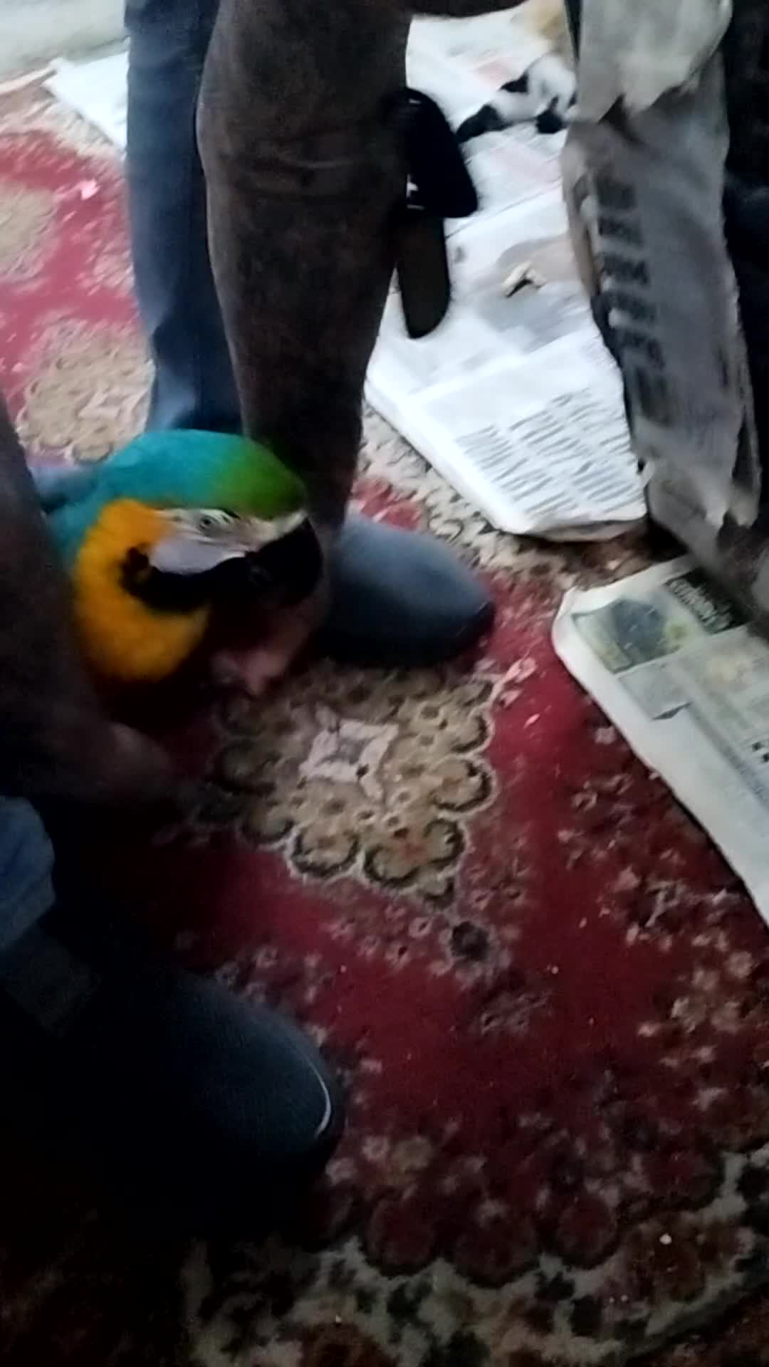 Macaws birds for sale: Macaw blue and yellow  in Thetford - Video 1