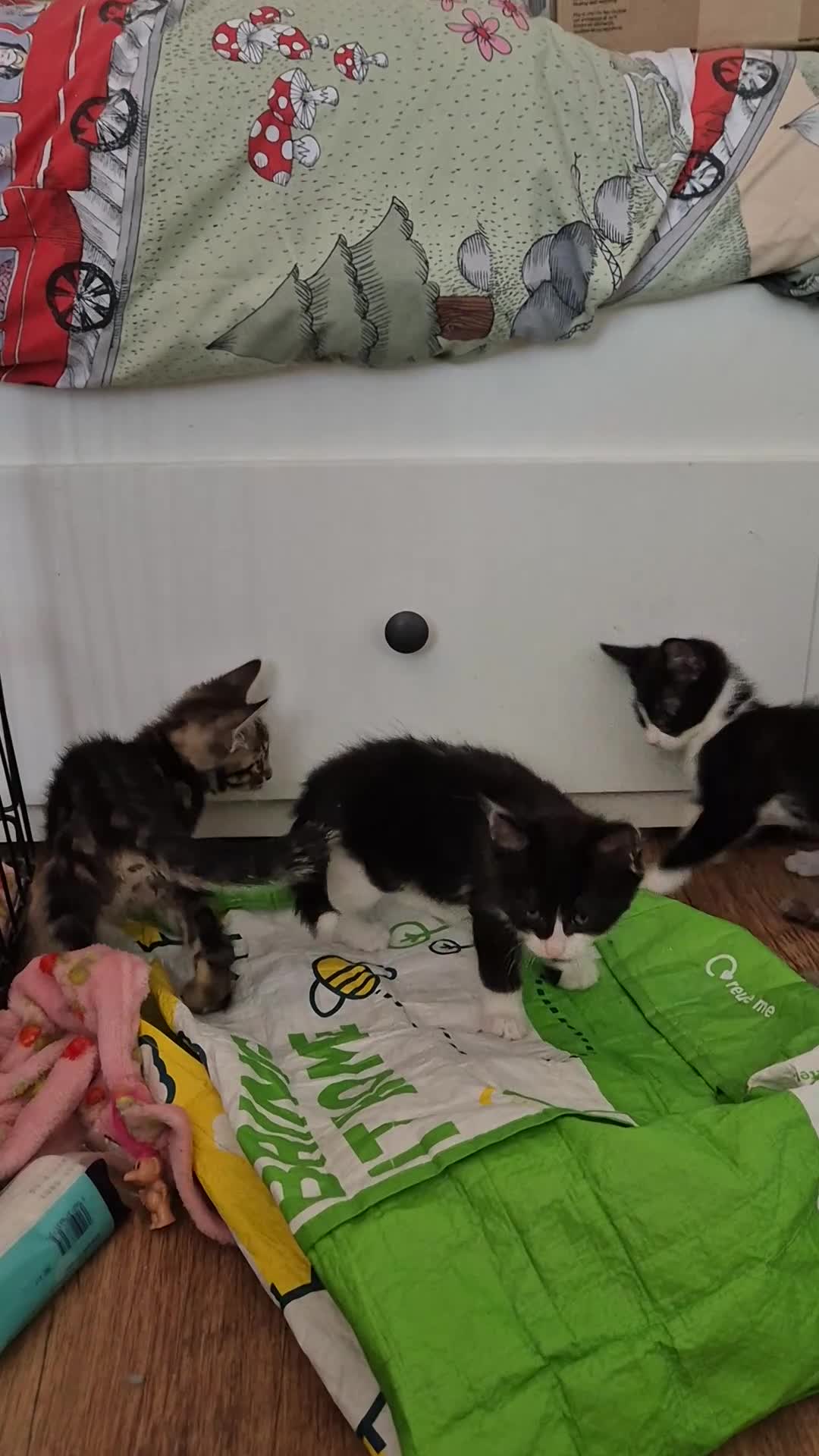 Mixed Breed cats for sale: Kittens Ready to Leave - Video 1