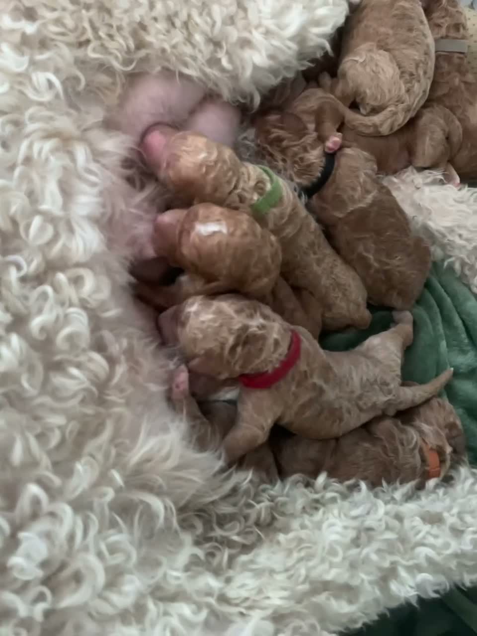 Goldendoodle dogs for sale:  Multigenerational Standard goldendoodle puppies - Video 1