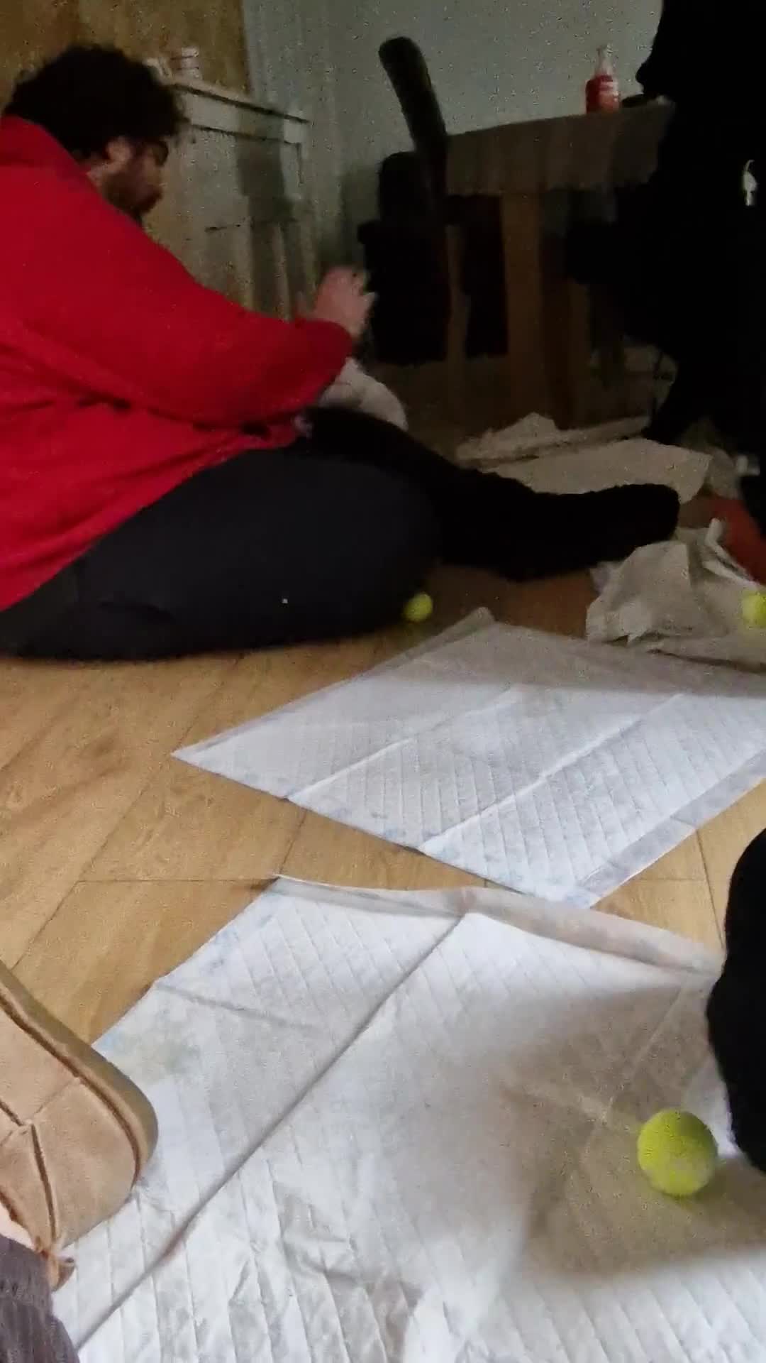 Sprocker dogs for sale: Beautiful sprocker pups - Video 1