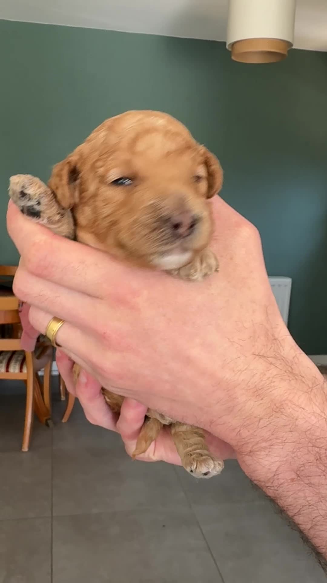 Australian Labradoodle dogs for sale: Three Beautiful Australian Labradoodle Boys - Video 1