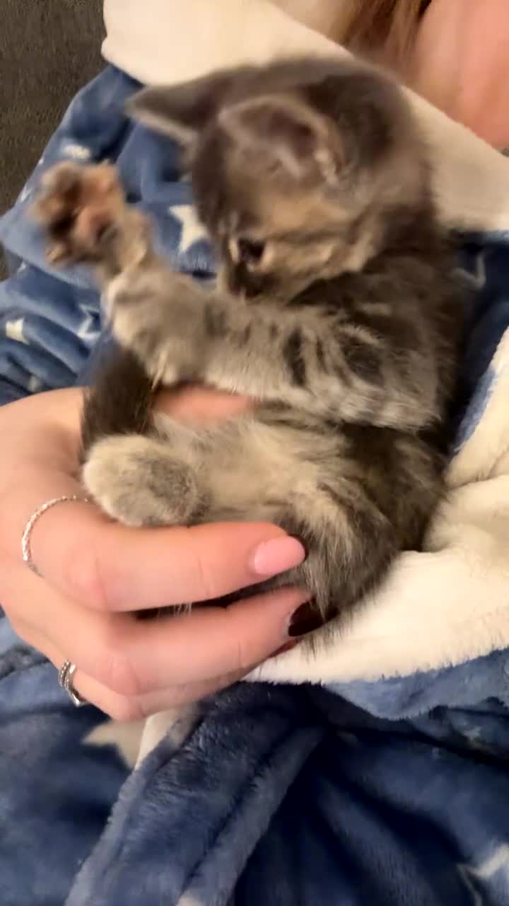 Mixed Breed cats for sale: 9 week old female  - Video 2