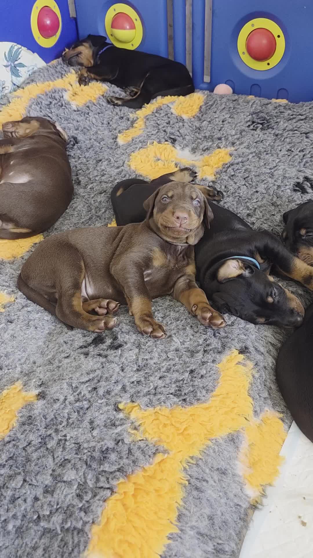 Dobermann dogs for sale: Pedigree Chunky Doberman Puppies - Video 3