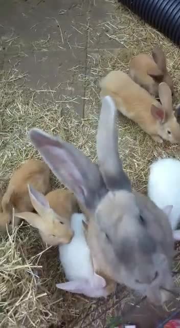 Continental Giant rabbits for sale: Continental Giant RARE HARLIE COLOURED DOE  READY - Video 1