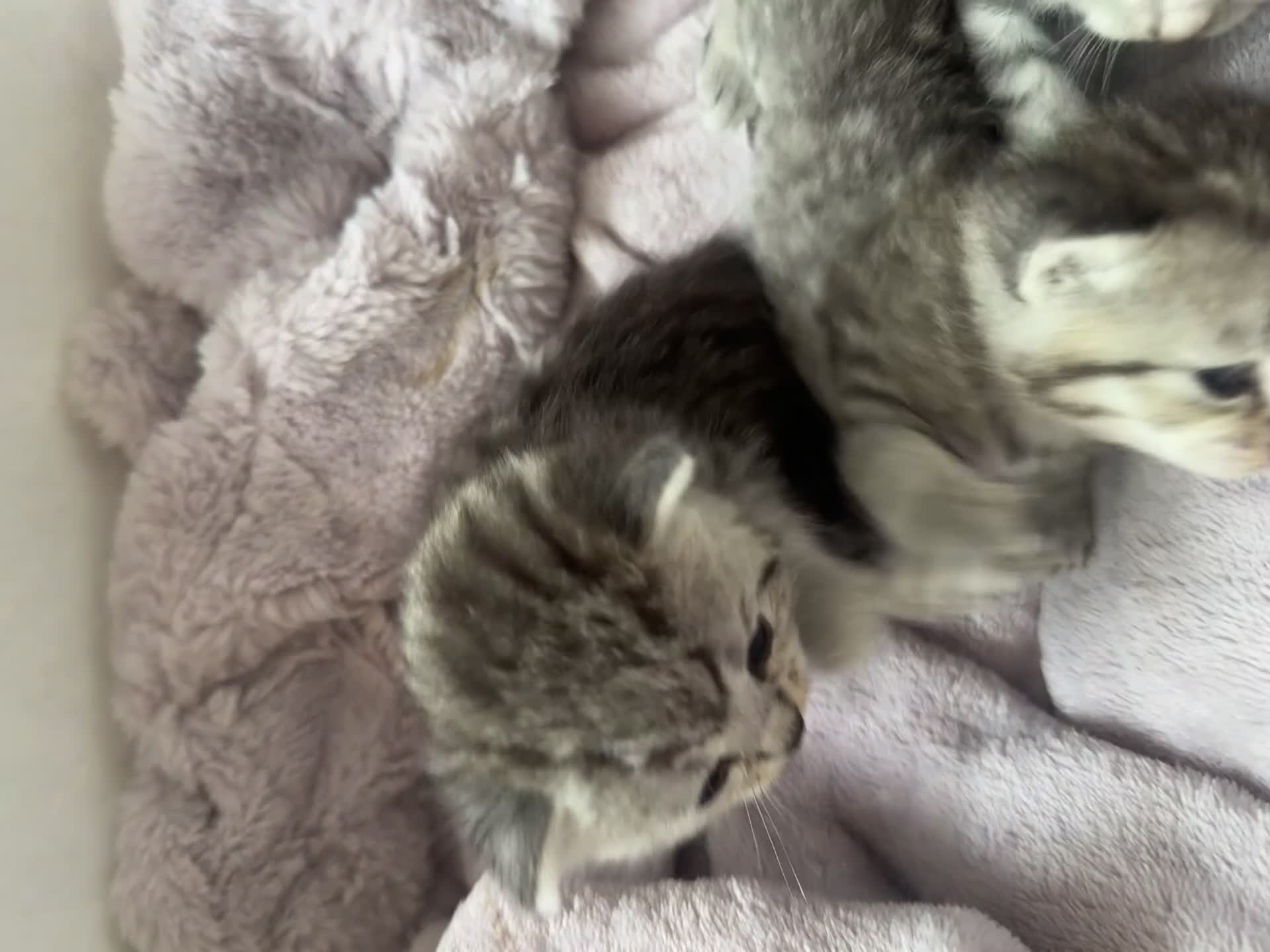 Persian cats for sale: Beautiful kittens mother is a Persian  in Birmingham - Video 5