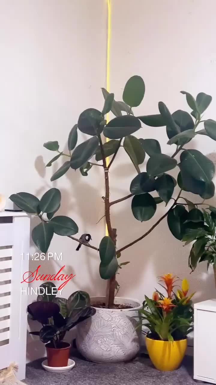 Mixed Breed birds for sale: White ear bulbuls - Video 3