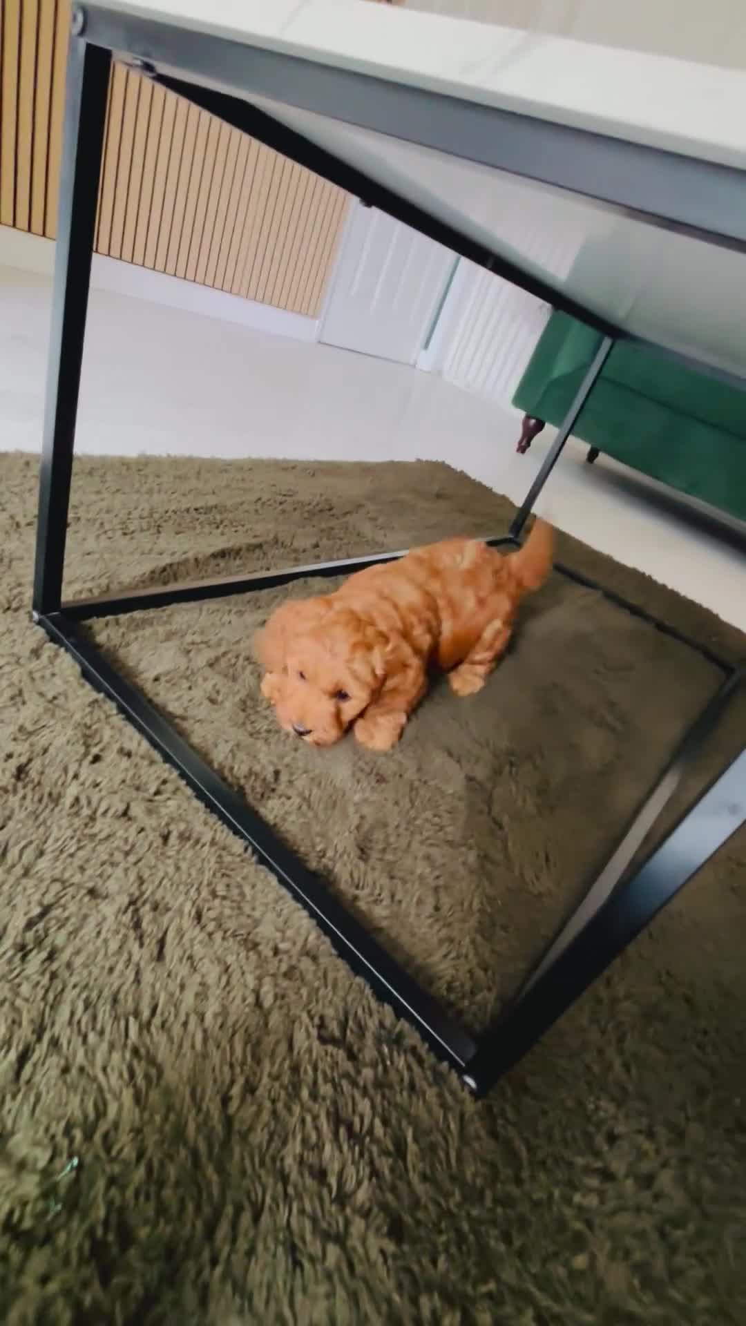 Cockapoo dogs for sale: For sale  - Video 1