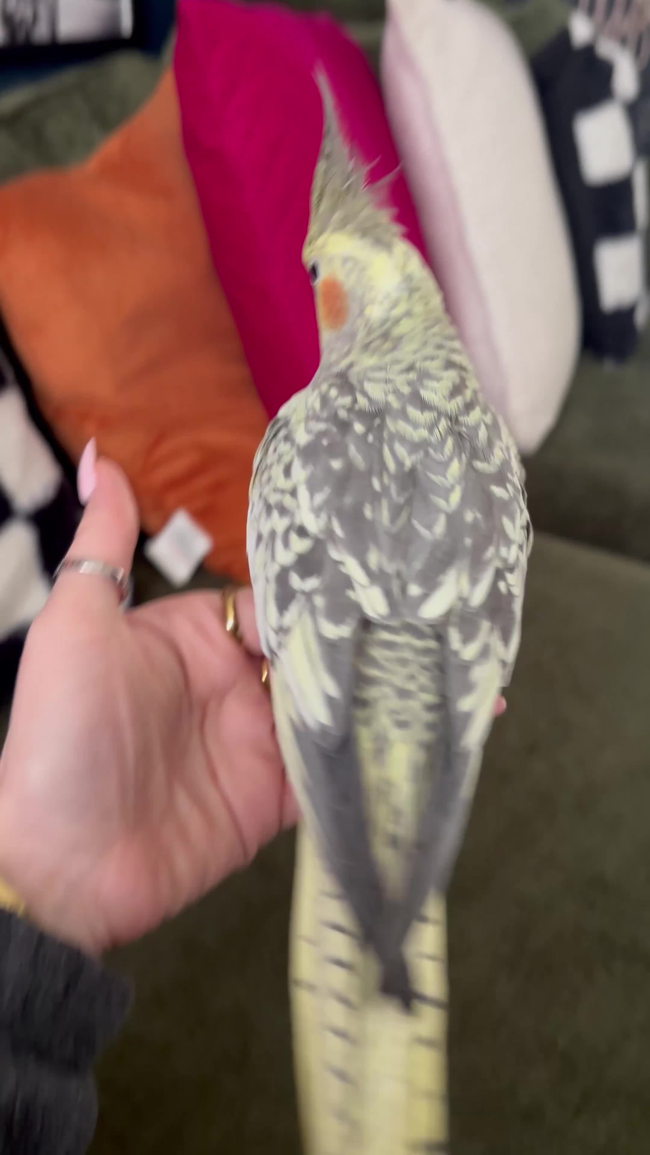 Cockatiels birds for sale: Pearl Cockatiel with full cage / set up - Video 1