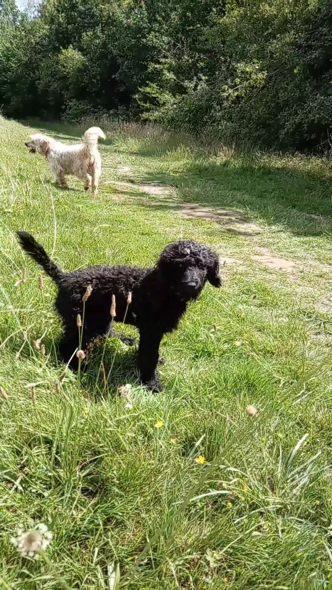 Mini Goldendoodle dogs for sale: Big REDUCTION Goldendoodles - Video 2