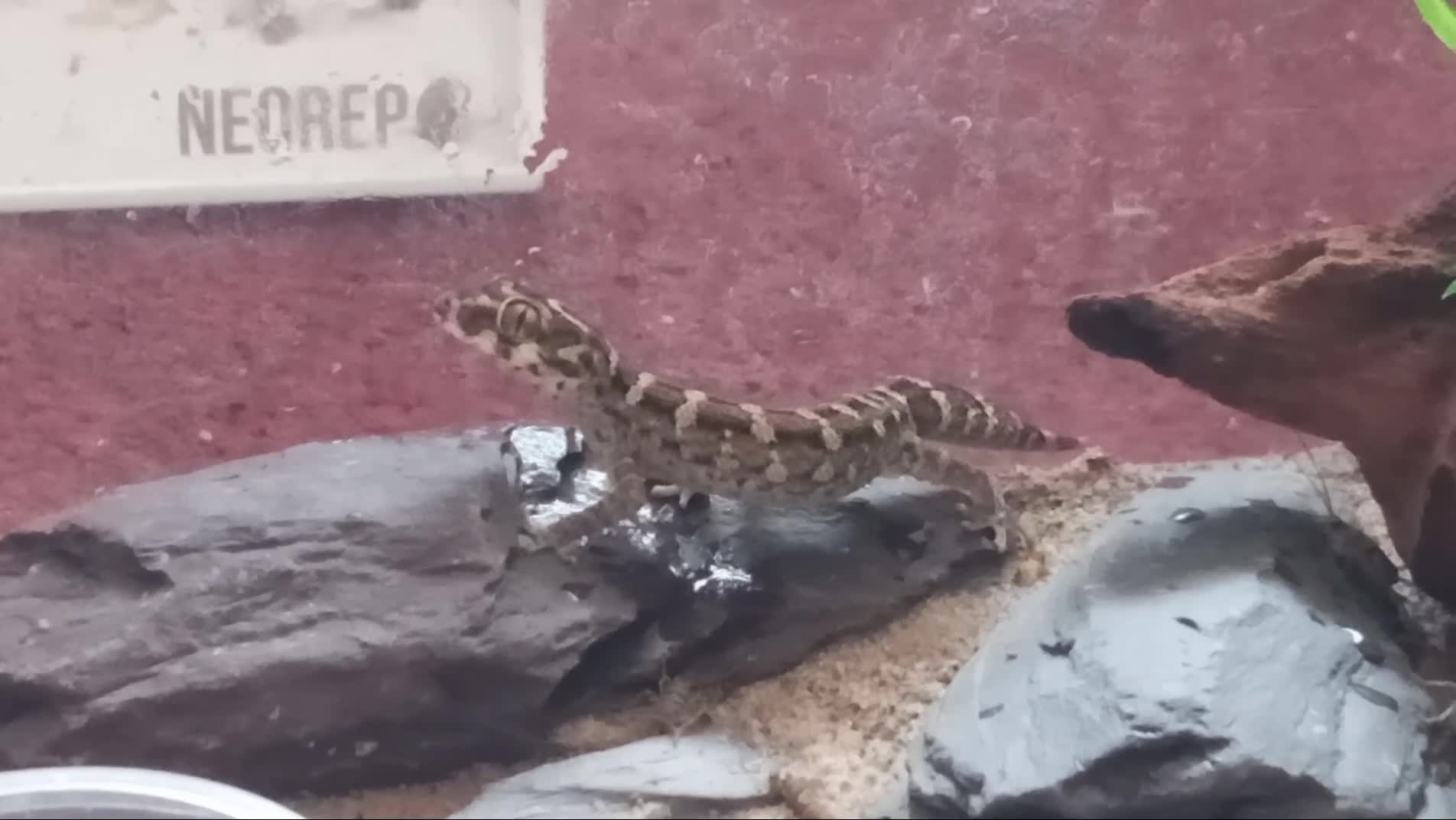 Gecko reptiles for sale: Cb25 & 26 Viper Geckos in Loughborough - Video 1