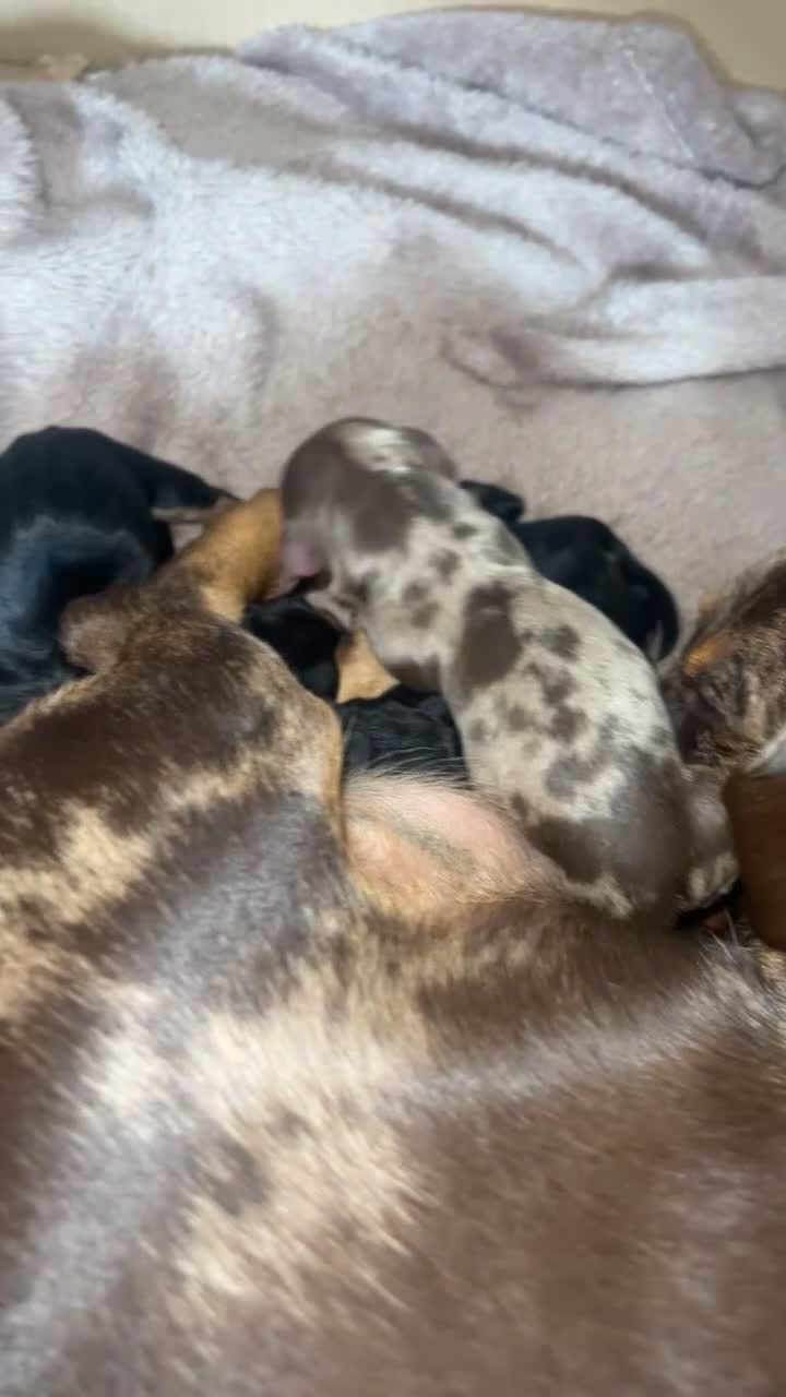 Miniature Dachshund dogs for sale: Miniature daschund - Video 1