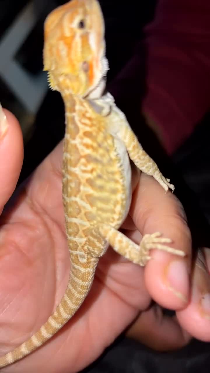 Bearded Dragon reptiles for sale: Beautiful leatherback babies last 2 - Video 2
