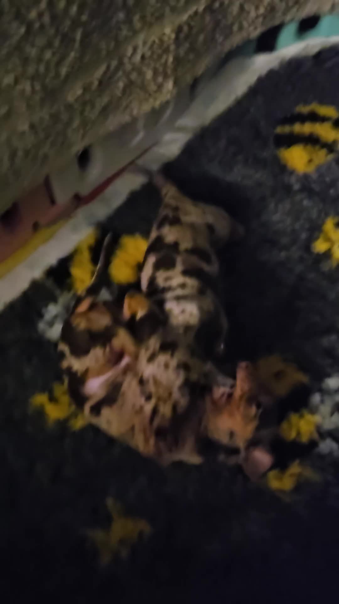 Miniature Dachshund dogs for sale: Two Beautiful Boys - Video 1