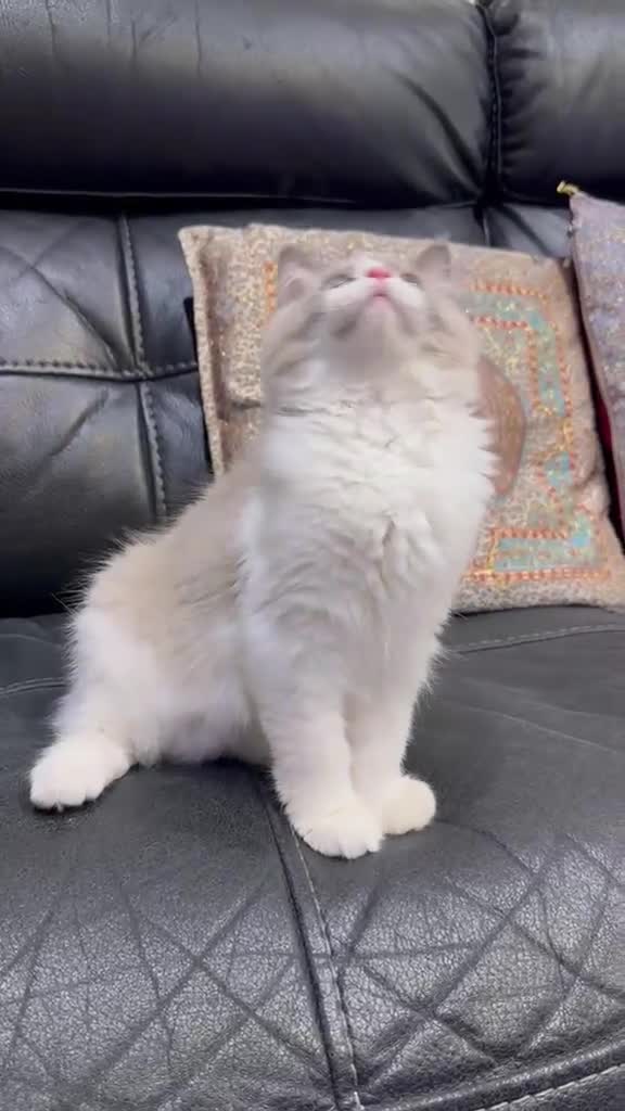 Ragdoll cats for sale:  Tica registered full pedigree ragdolls - Video 2