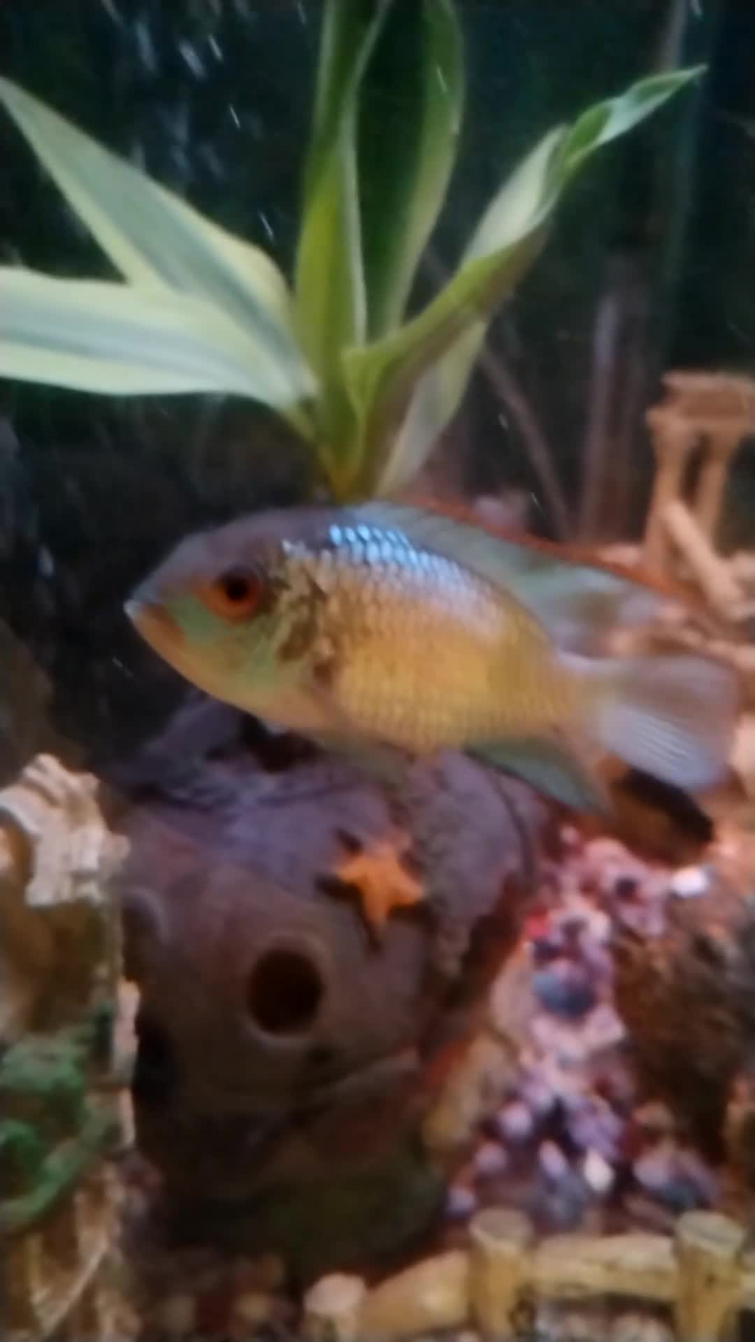 Cichlids fish for sale: Electric blue acara  - Video 1