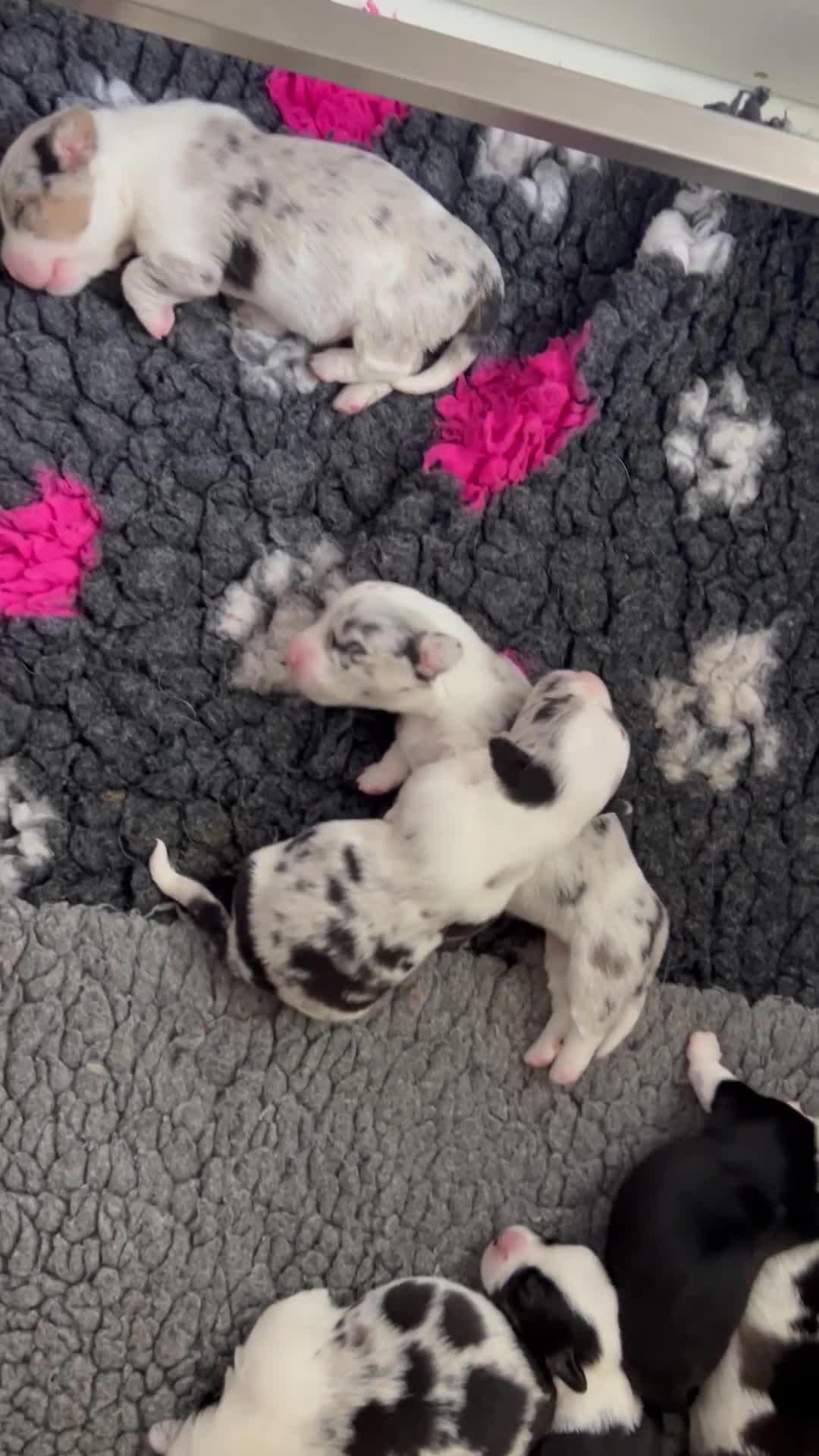 Welsh Corgi Cardigan dogs for sale: Show Quality KC Pedigree Corgi Cardigan Puppies  - Video 1
